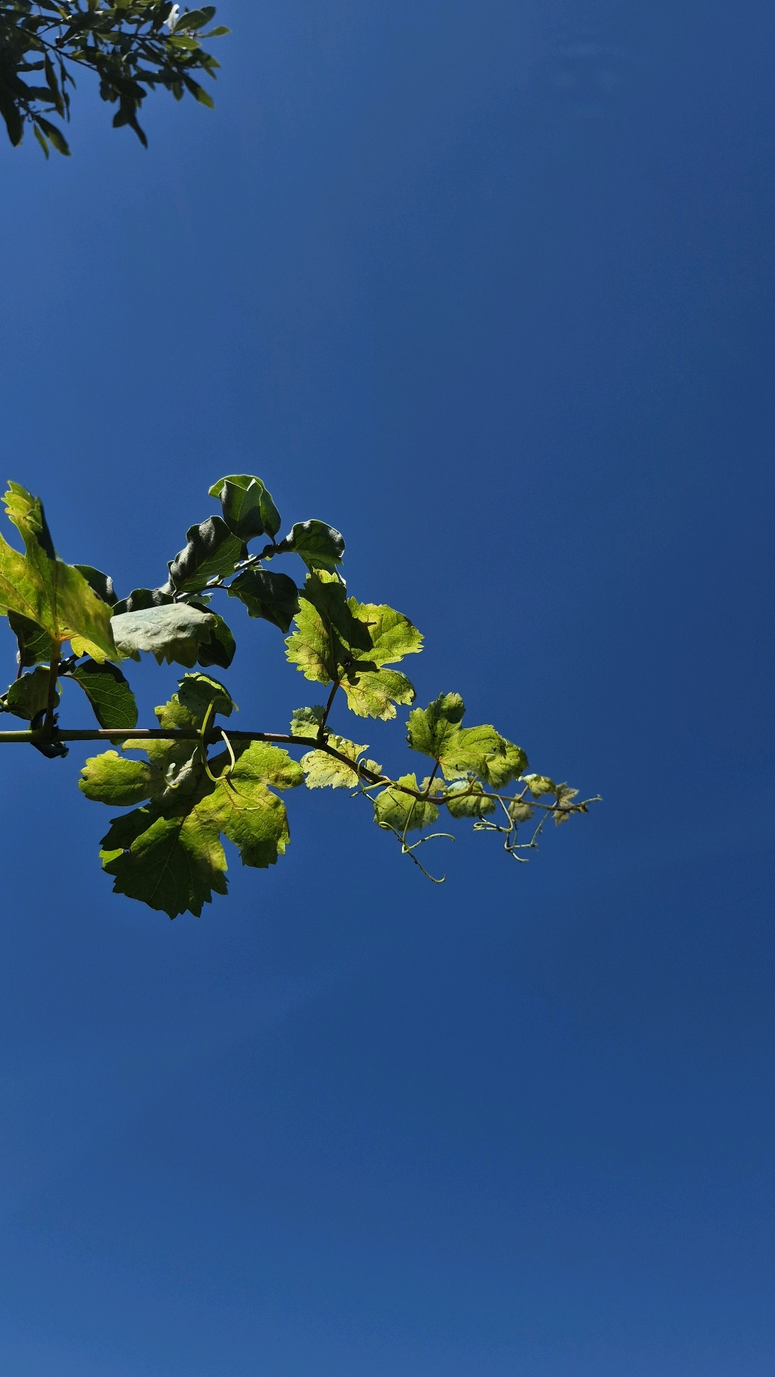 A close-up, low-angle shot captures a branch of bright green leaves against a clear, deep blue sky. The leaves are sunlit, with some areas appearing slightly yellowed, suggesting they might be reaching the end of their season. The branch itself is thin and dark, with delicate tendrils curling outwards. The top left of the image shows a hint of another, darker green branch, also silhouetted against the sky. The composition is dominated by the vast expanse of the sky, creating a sense of openness and natural beauty. The image is static and does not depict any people, animals, or man-made structures, placing the scene in a natural environment devoid of urban elements.