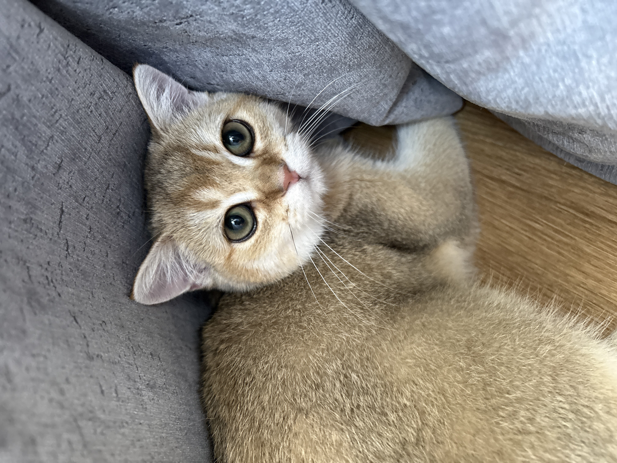 A young, golden-colored cat with large, green eyes peeks out from under a gray fabric. The cat is lying down on a wooden floor. The cat's fur is short and dense, and its whiskers are long and white. The cat's nose is pink, and its ears are pointed and tipped with white fur. The gray fabric appears to be part of a sofa or cushion. The background is out of focus, but the wooden floor is clearly visible. The image was taken indoors, likely in a home environment, and does not depict any elements related to the city of Bönnigheim, Germany.