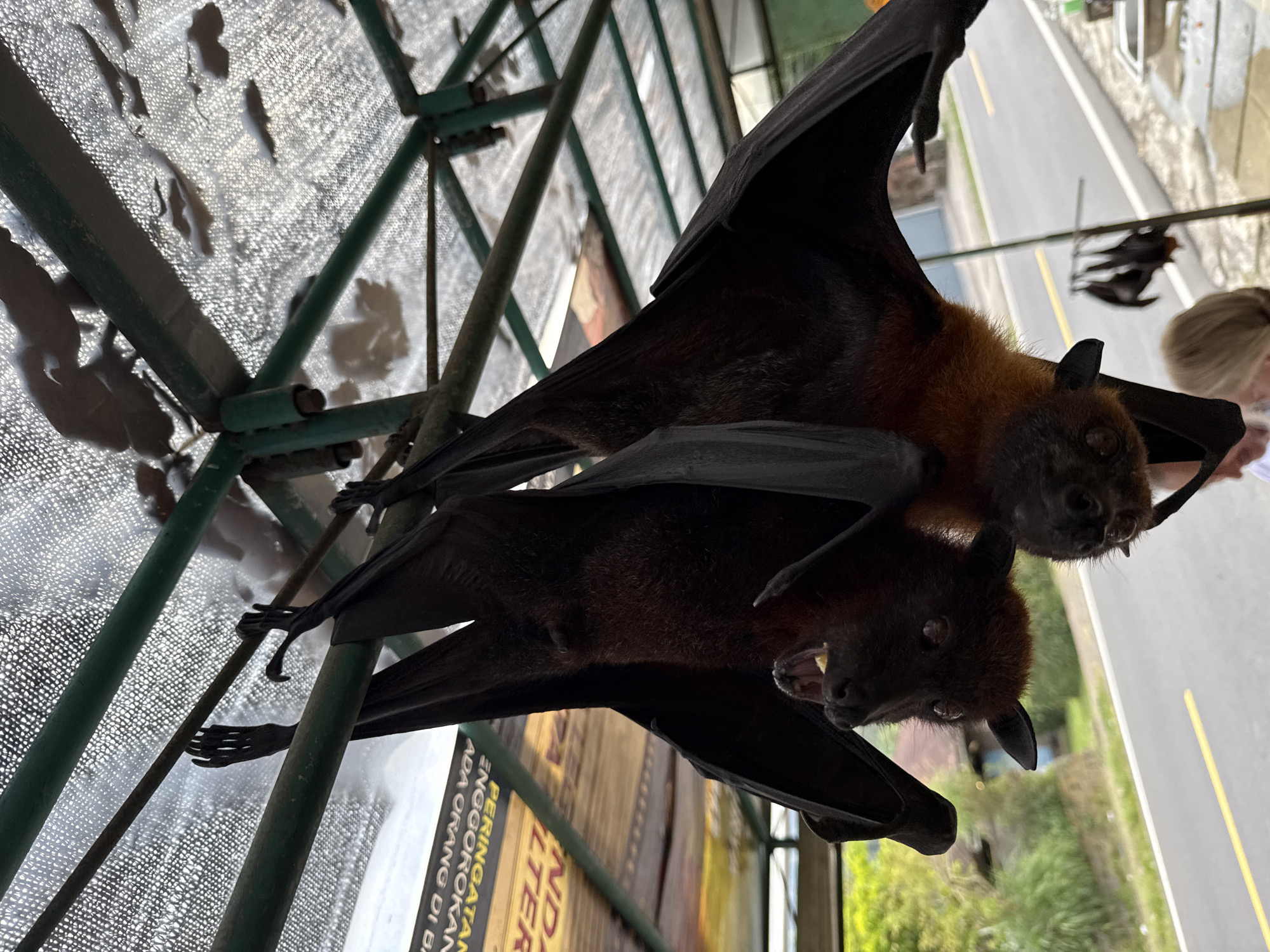 Two large bats hang upside down from a green metal frame covered with a white mesh material. The bats are dark brown with reddish-brown fur around their necks. One bat is open-mouthed, revealing its teeth. In the background, a road with a yellow line is visible, bordered by green foliage and buildings. A partially visible sign with Indonesian text is also present. The scene appears to be outdoors in a tropical environment. The location is Baturiti, Indonesia.