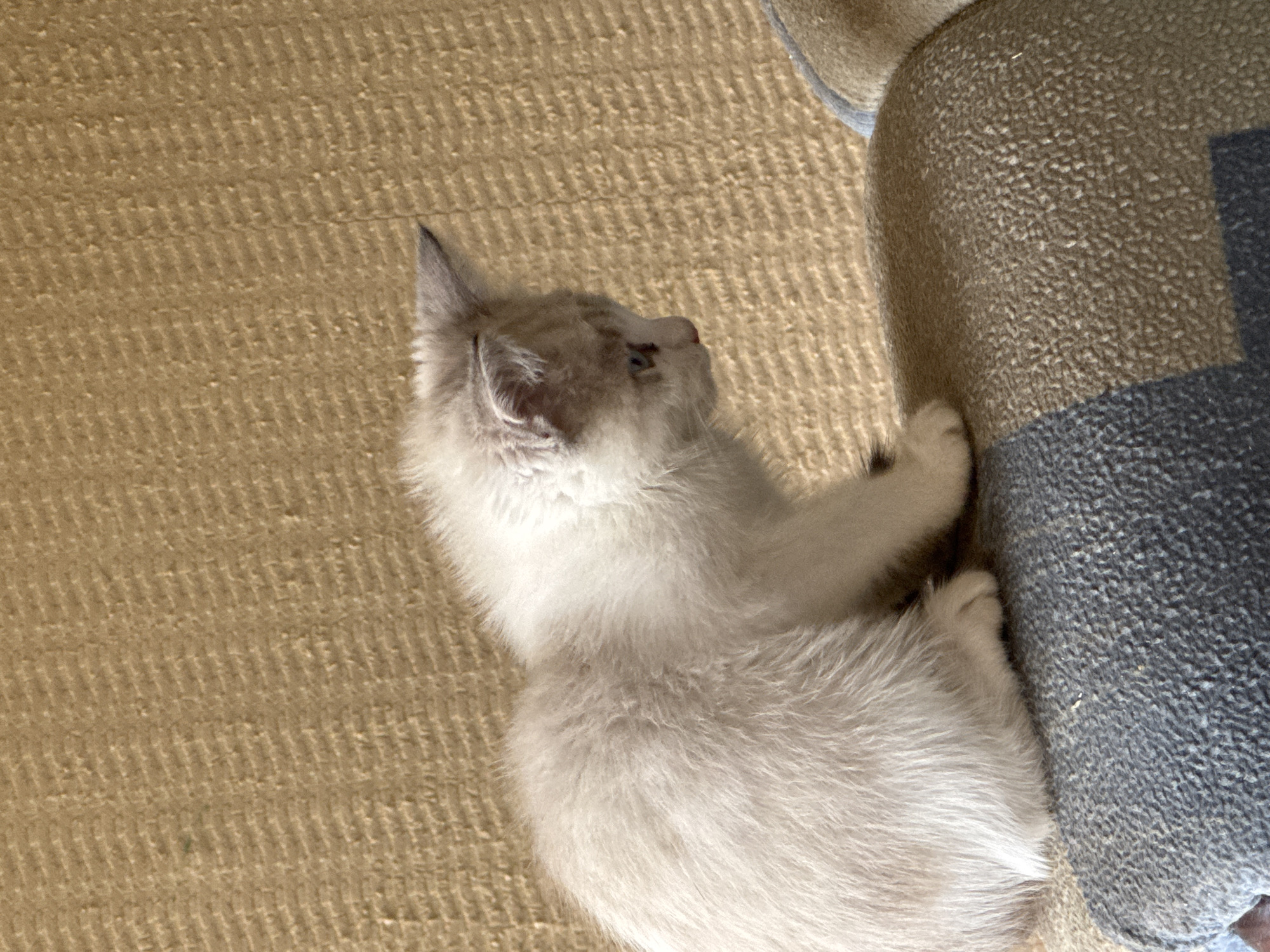 A light-colored kitten with blue eyes is sitting on a textured brown couch in Zaokskiy, Russia. The kitten is facing to the right, with its head turned slightly downwards. Its fur is fluffy and appears to be a mix of white and light grey. The couch has a woven texture with diagonal ridges. In the foreground, a portion of another cushion is visible, which is covered in a blue and tan patterned fabric. The background is a solid brown, textured wall.