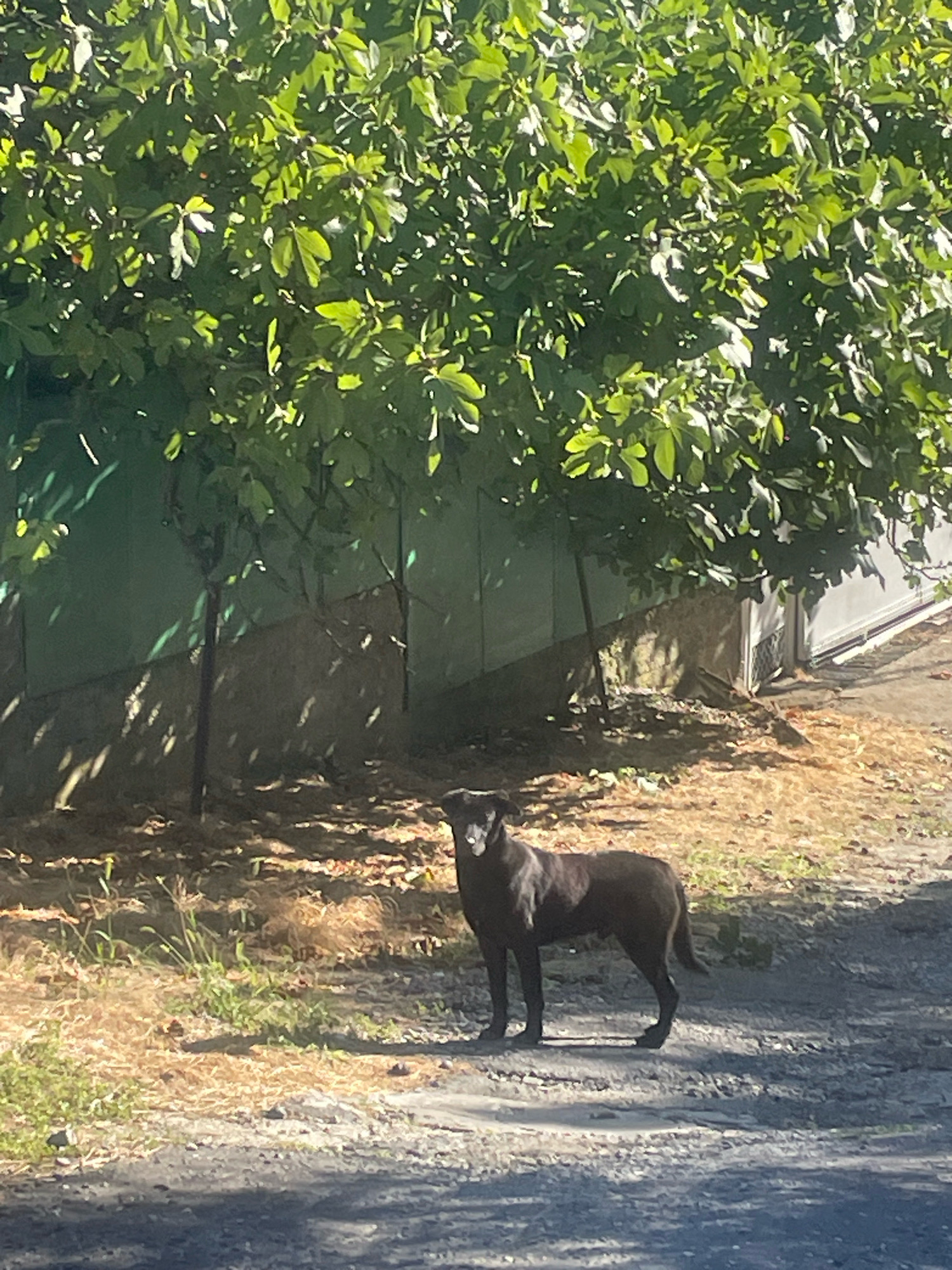 A dark-colored dog stands on a gravel path in what appears to be an outdoor area. The dog is facing the camera, with its head turned slightly to its left. It has short fur, pointed ears, and a tail that is curved upwards. Behind the dog, there is a green wall or fence with a fence extending upwards from it. A dense canopy of green leaves from a tree is visible overhead, casting dappled sunlight and shadows on the scene. The ground is a mixture of gravel, dirt, and dried leaves. The overall impression is a sunny day in a semi-urban or rural setting. The location is not explicitly identifiable as Baranovka, Russia, from the visual information provided.