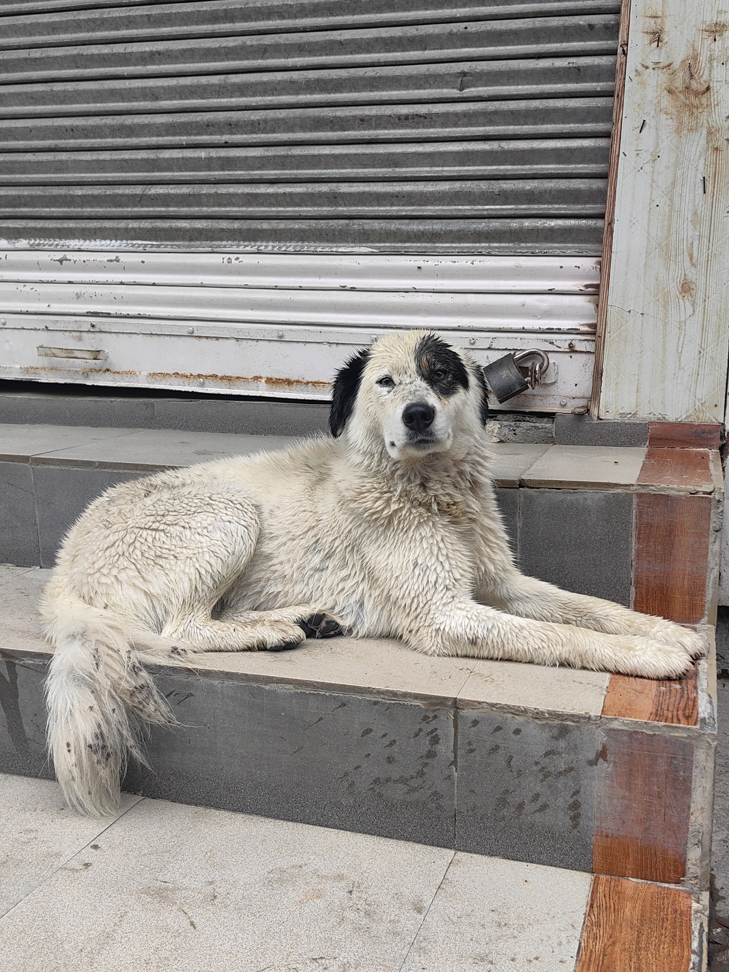 A large, fluffy white dog with black markings on its face and ears is lying on a set of outdoor steps in front of a closed metal storefront. The dog is facing the camera, its front paws extended. A padlock is attached to the storefront behind the dog. The steps are tiled with grey and brown ceramic tiles. The background consists of a grey, ribbed metal shutter and a weathered wooden plank. The scene appears to be in Vashisht, India, given the style of the storefront and the dog's likely presence in an urban or semi-urban environment.
