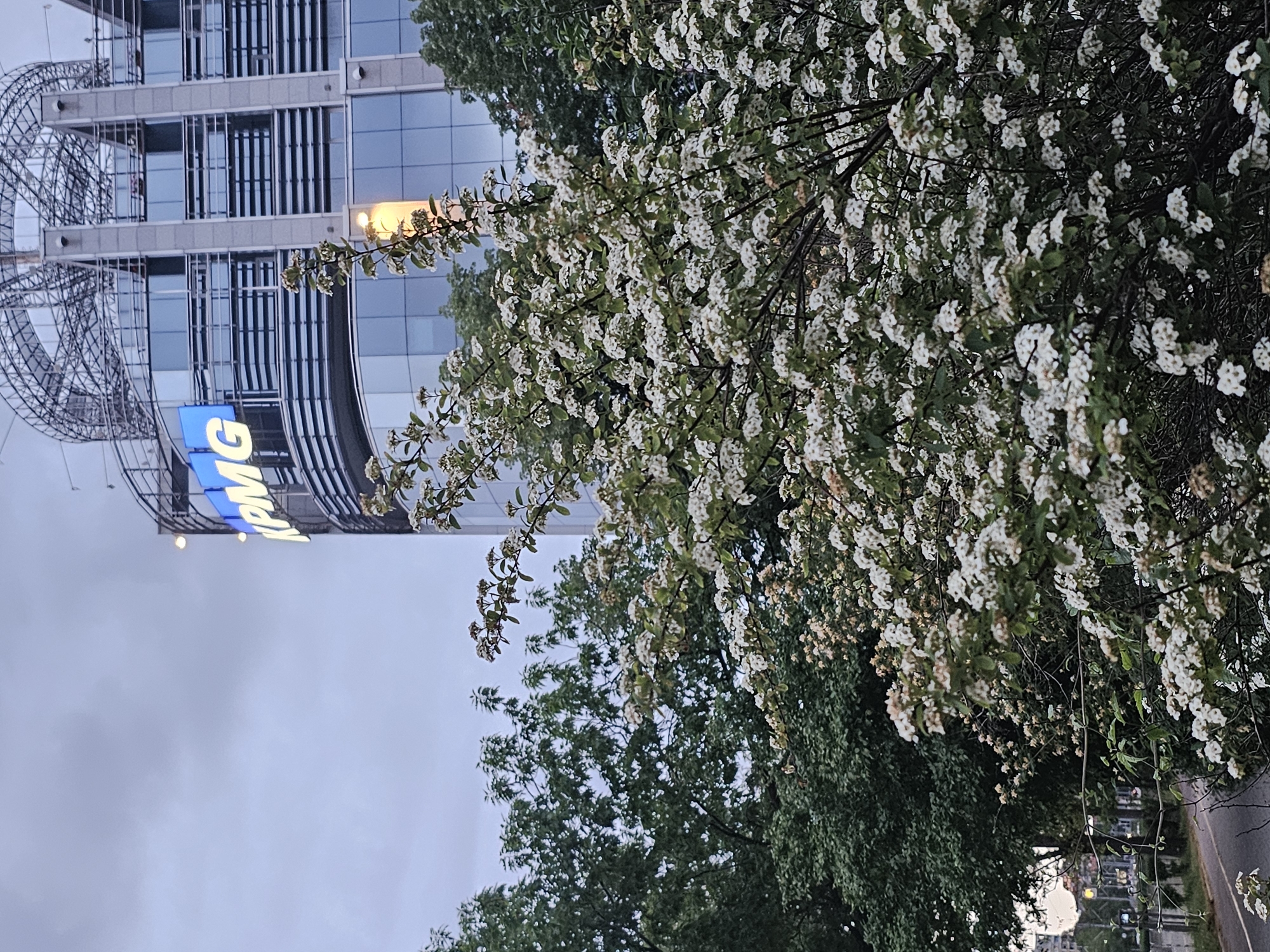 The image shows a view of the KPMG building in an unknown city. A tree with small white flowers is in the foreground. The sky is overcast. A structure of curved metal beams is visible to the left of the building. The scene is viewed from a low angle.