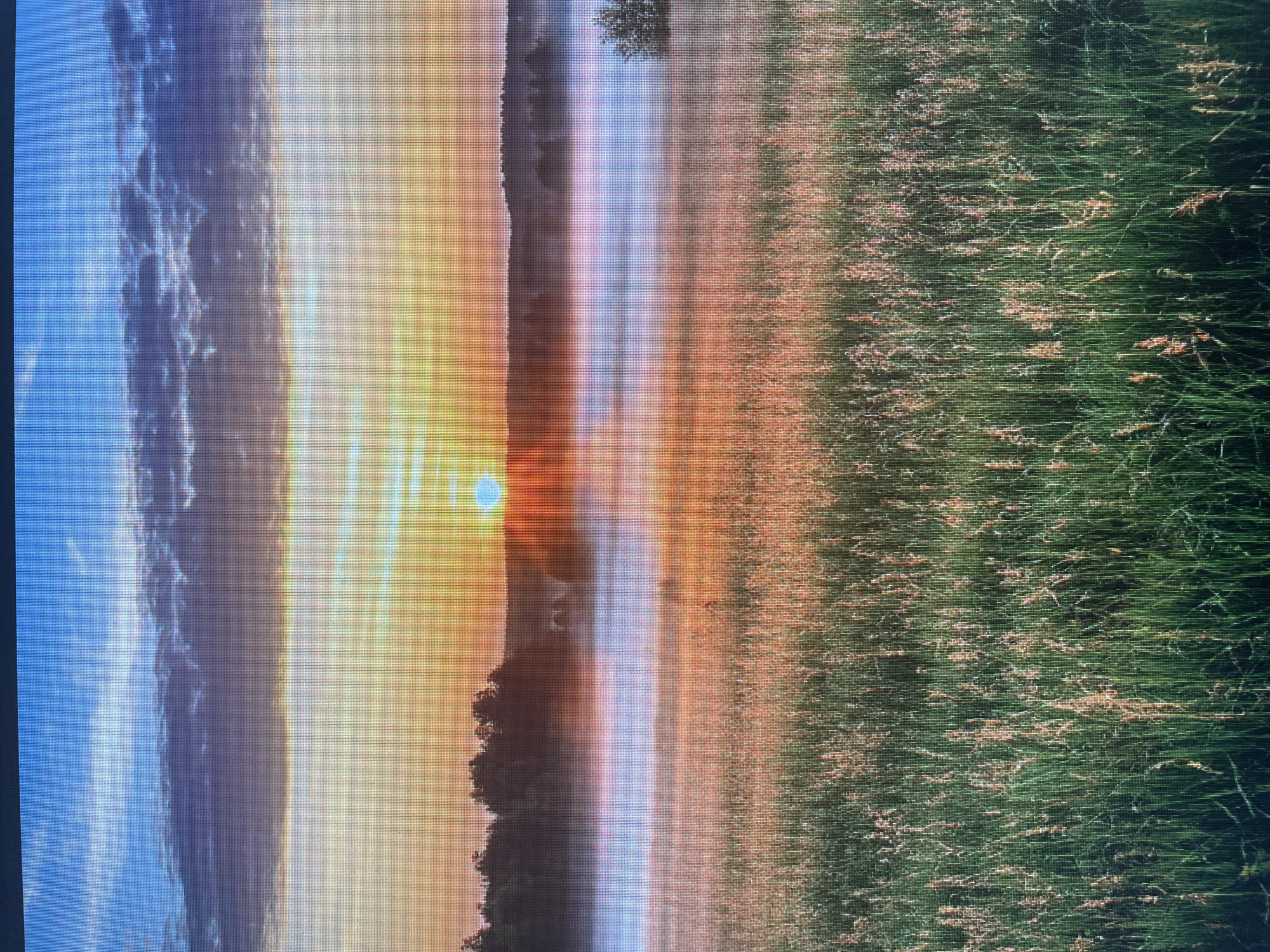 The image depicts a serene landscape at sunrise, characterized by a dense fog blanketing a field of tall grass. The sun, a bright orb with visible rays, is positioned just above the horizon, casting a warm, golden glow over the scene. The sky transitions from a deep blue at the top to shades of orange and yellow as it nears the horizon, with wispy clouds adding texture to the upper portion. A line of trees forms a dark silhouette against the bright sky in the distance. The foreground is dominated by lush green grass, with individual blades highlighted by the sunrise, suggesting the photograph was taken in the morning. The overall atmosphere is tranquil and ethereal, with the fog creating a soft, diffused light. The image does not contain any discernible structures or individuals and is a natural landscape scene.