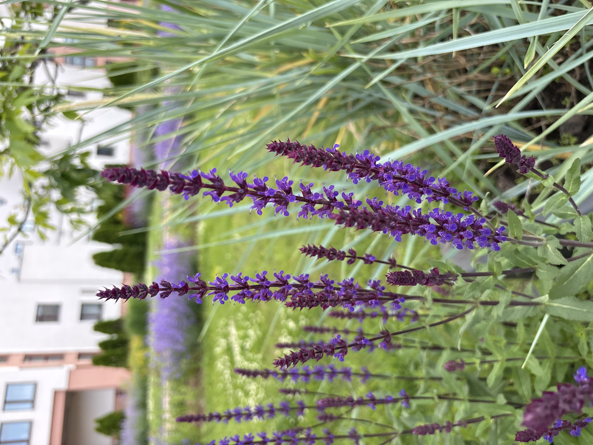 The image depicts an urban garden scene featuring vibrant purple flowers in the foreground, with residential buildings in the background, located in Minsk, Belarus.
In the immediate foreground, multiple stalks of spike-like inflorescences, characteristic of Salvia species, display numerous small, bright purple to bluish-purple florets. The central stalks are in sharp focus, revealing darker, almost burgundy-colored tips where new buds are forming. Green leaves are visible at the base of these flowering stalks. To the right of the frame, out-of-focus, tall, slender blades of a light green-blue ornamental grass provide a soft, vertical texture.
In the midground, an extensive bed of similar purple flowers stretches across a lawn area, appearing as a blurred purple swath due to the shallow depth of field. Behind this flower bed, a manicured green lawn is visible, punctuated by several small, dark green, conical evergreen shrubs.
The background consists of multi-story residential buildings, primarily white or off-white in color, with sections featuring distinct salmon pink or light beige accents around ground-level entrances or lower floors. Dark, rectangular windows are visible across the building facades. Overhead, a light green canopy of deciduous tree foliage partially obscures the upper portions of the buildings. The overall lighting is soft and diffused, suggesting an overcast sky. No individuals or active interactions are present in the scene.