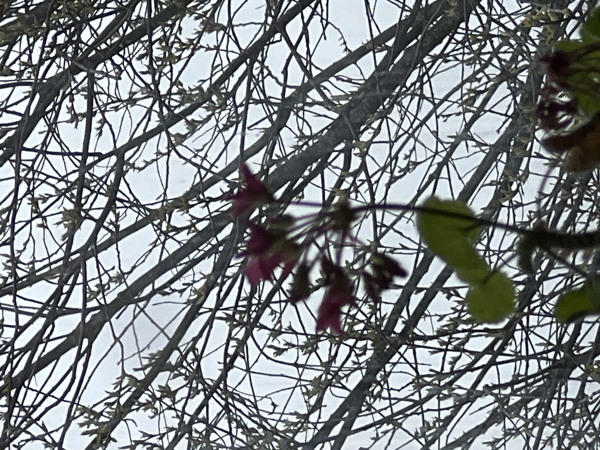 The image displays a close-up view of a tree's branches against a bright, overcast sky. The branches form a dense, intricate network, mostly bare but showing numerous small, light-colored buds and emerging leaves, indicative of early spring. In the foreground, some blurred foliage is visible, with elements appearing reddish-purple and green, possibly early flowers or larger leaves. The sky is a uniform light gray, suggesting cloudy or overcast weather. No people or animals are present, and there is no visible text. The scene captures a natural landscape detail, likely in Krasnoyar, Russia, focusing on the intricate patterns of budding branches.