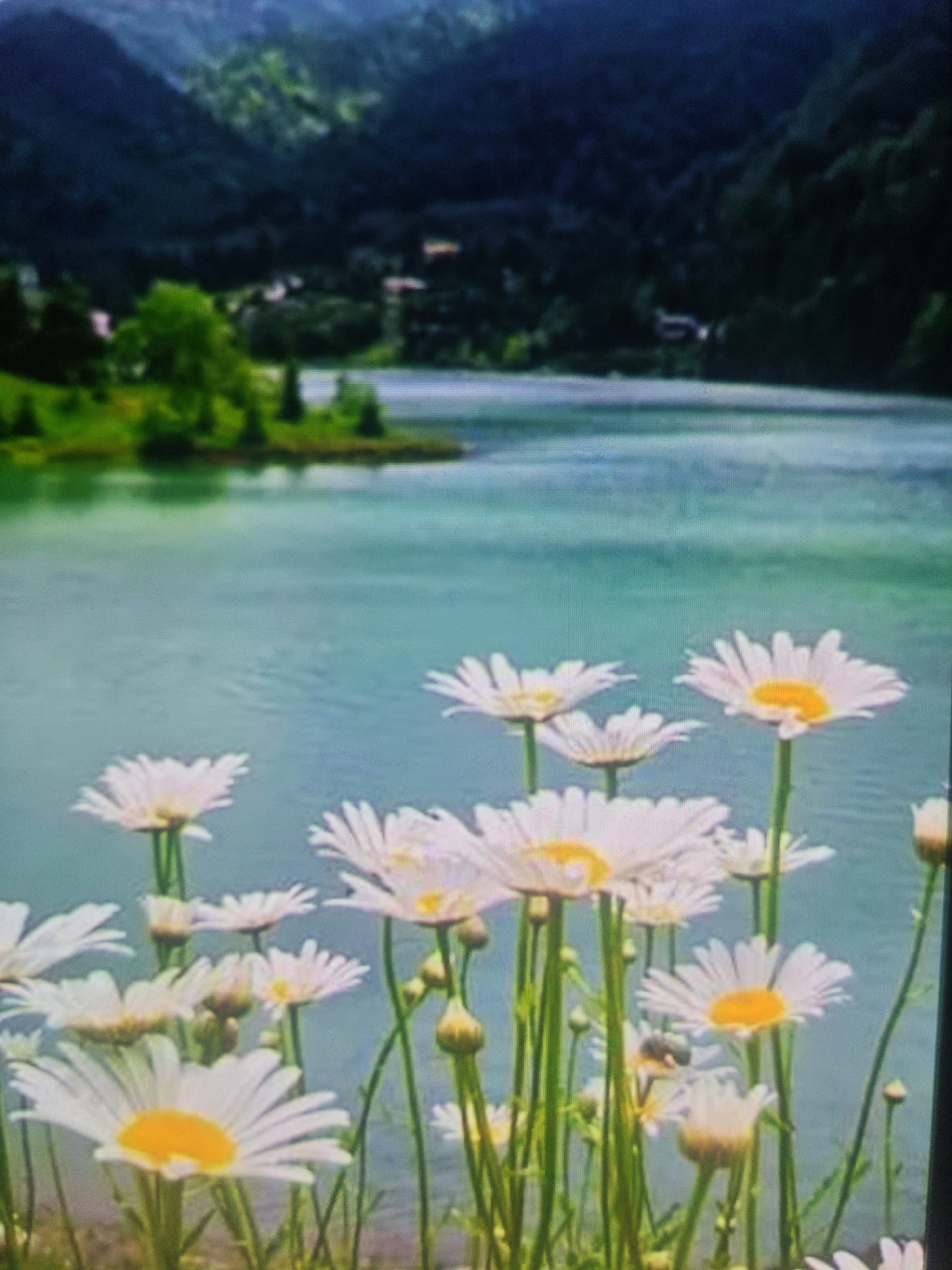 The image is a close-up, slightly blurry photograph of a field of white daisies with yellow centers, in the foreground. The daisies are in various stages of bloom, with some fully open and others still in bud. The stems of the daisies are green and appear to be somewhat tall.
Behind the daisies, a body of calm, turquoise water is visible, reflecting the sky and surrounding landscape. In the distance, the water meets a lush, green shoreline dotted with trees. Beyond the shoreline, a steep, dark, mountainous landscape rises, covered in dense, dark green vegetation. There are some faint indications of structures or buildings nestled within the trees on the mountainside.
The overall impression is of a serene, natural landscape. The image does not contain any people or identifiable urban features that would place it specifically in Krasnaya Polyana, Russia.