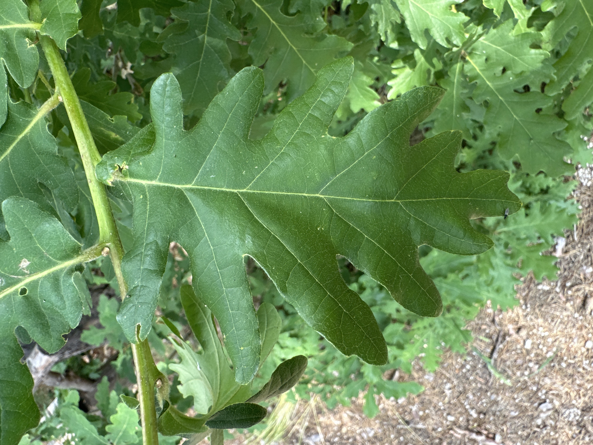 A close-up, outdoor shot captures a large, vibrant green leaf with prominent, deep lobes and visible venation, likely belonging to an oak tree. The leaf is attached to a sturdy green stem, which runs diagonally across the left side of the frame. The stem itself appears slightly hairy or textured.
In the blurred background, numerous other similar green leaves are visible, creating a lush, leafy environment. Some of these background leaves show signs of minor damage or holes. Below the foliage, the ground is partially visible, covered with a mixture of dry, light brown leaf litter, straw-like material, and small white particles, possibly pebbles or perlite in soil.
The lighting suggests it is daytime. No specific activity is occurring, as the image is a still life of plant features. No people or visible text are present in the image. The scene is consistent with a natural or garden setting in Chubrika, Bulgaria.