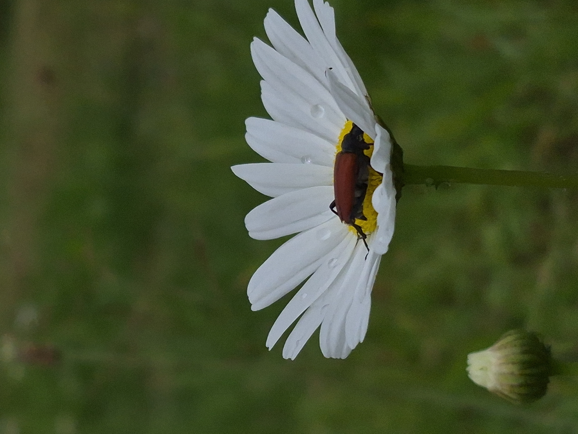 An extreme close-up, vertical shot shows a red beetle on a white daisy with a yellow center. The daisy is in the foreground, slightly off-center to the right. Dewdrops are visible on the white petals. A closed bud of a similar flower is in the lower left corner. The background is out of focus, showing a blurred green field. The image appears to have been taken in Sooblase, Estonia.