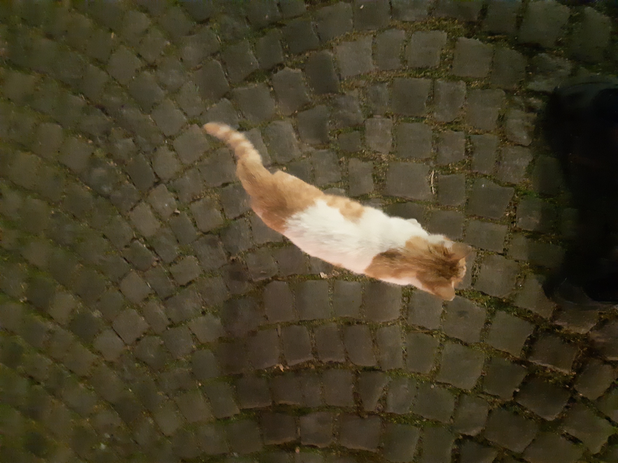 A high-angle shot shows a bicolored cat walking on a cobblestone street in Plovdiv, Bulgaria. The cat is primarily white with orange patches. The cobblestones are dark gray, and moss grows in the crevices. A dark, blurry object, likely a person’s leg, is visible in the upper right corner of the frame. The scene appears to be captured at dusk or in low light.
