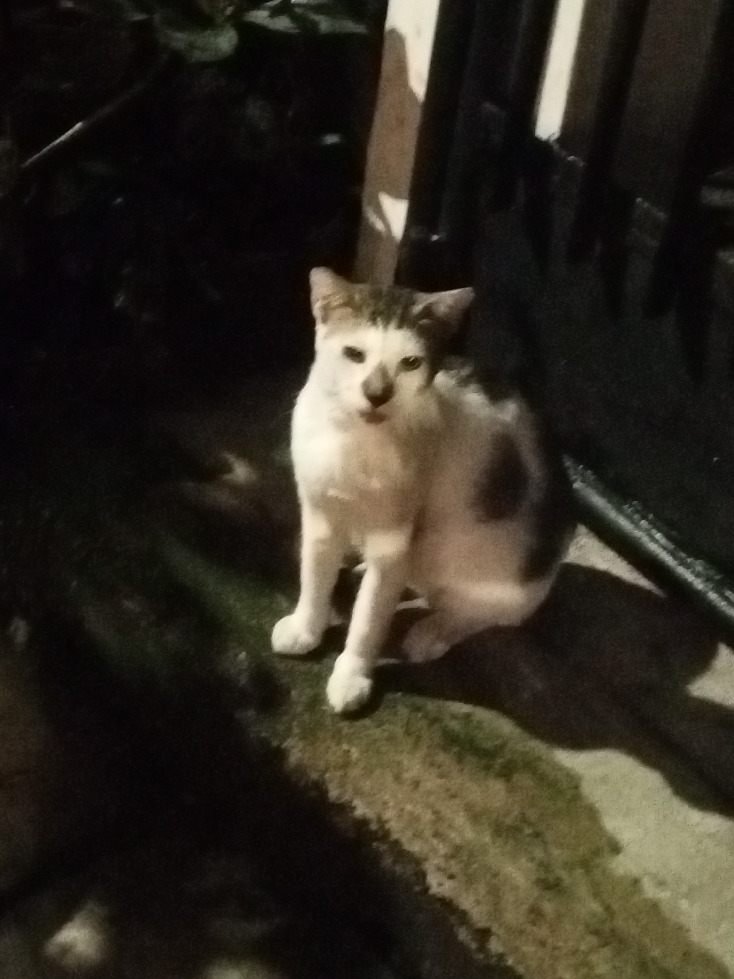 A domestic cat with white and brown fur is sitting on a patch of grass and dirt at night. The cat is facing the camera and appears to be looking directly at the viewer. The background is dark and out of focus, with some vertical structures visible that may be part of a fence or building. The cat's fur is patchy, with brown markings on its head and back. Its eyes are open and appear to be a light brown or amber color. The cat's paws are visible and appear to be white. The overall lighting suggests the image was taken at night, possibly with flash photography, as indicated by the bright highlights on the cat's fur and the deep shadows in the background. The location is specified as Depok, Indonesia, though no specific landmarks are discernible in the image to pinpoint the exact location within the city.