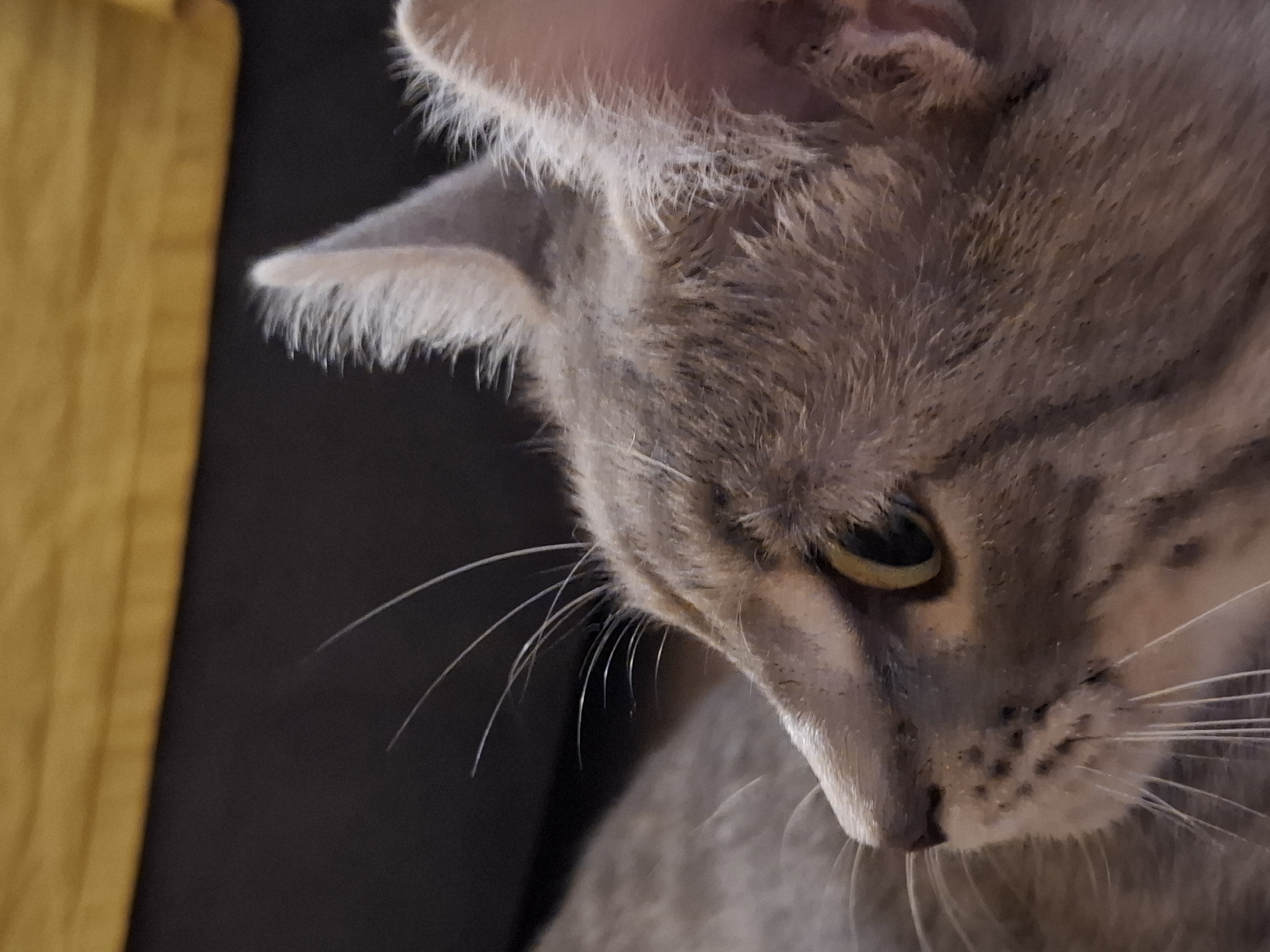 This is a close-up, eye-level, indoor photograph of a domestic cat's head in profile, facing left. The cat has grey fur with darker tabby markings, and its eye is open and yellow. The background is dark and out of focus, with a blurred yellow object in the upper portion of the frame. No specific location in Zemun Urban Municipality, Serbia, can be determined from the image.