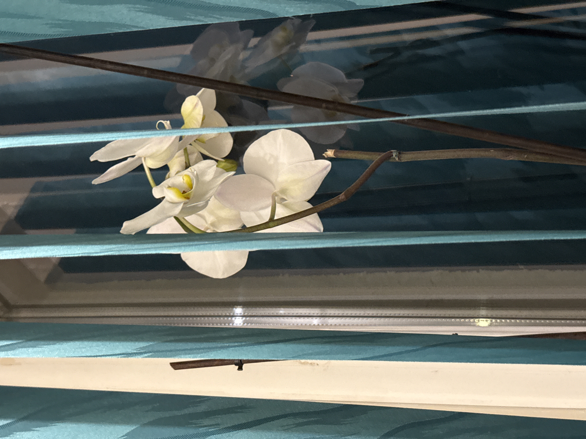 The image displays several white orchid flowers with delicate yellow and light green centers, growing on a dark brown stem. These orchids are positioned in an indoor setting, likely near a window, and are partially framed and obscured by horizontal strips of teal-colored fabric, resembling window blinds or curtains.
A soft, ethereal reflection of the orchids and their stems is visible on a surface behind them, consistent with a windowpane, which adds depth to the composition and suggests the presence of light from an exterior source. The lighting appears soft and diffused, emphasizing the pristine white petals of the flowers. The teal fabric creates distinct horizontal bands across the frame, segmenting the view and adding a structural element to the scene.
The image captures a serene still life of a blossoming orchid plant in an interior space. The setting is Dobrogled, Bulgaria. There is no visible text, and no specific activity or emotions are discernible within the frame.