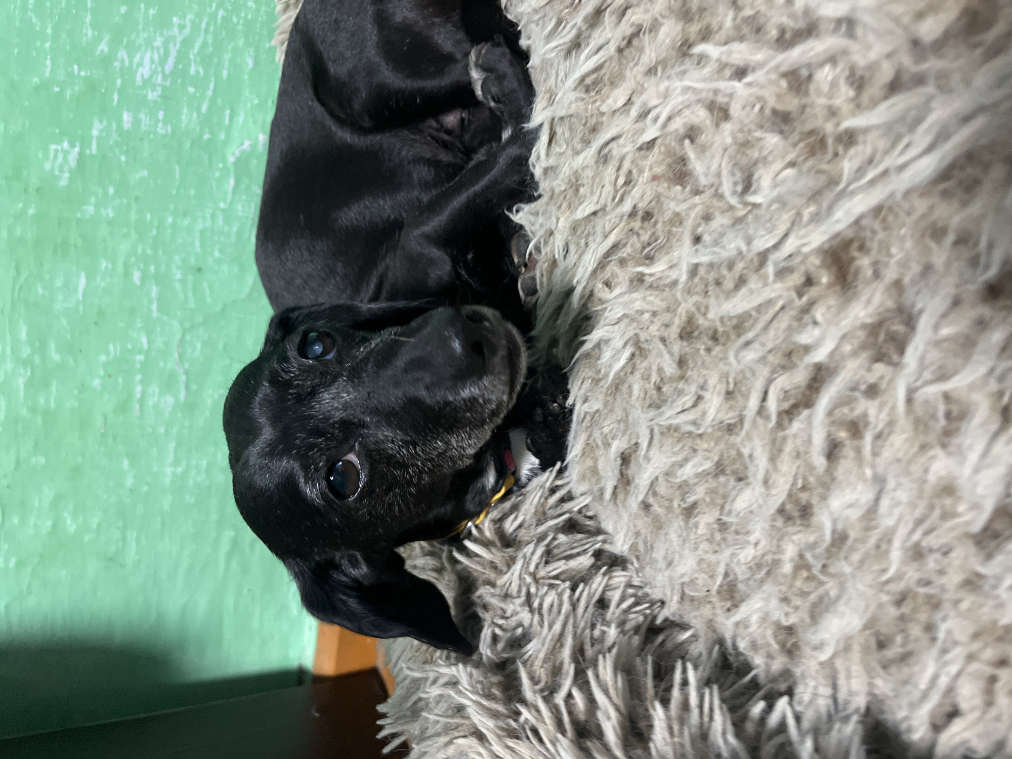 A black dachshund lies on a shaggy, light brown rug. The dog is looking towards the right side of the frame. The background consists of a textured green wall. There is no indication of the city of Nizhny Tagil, Russia, in the image.