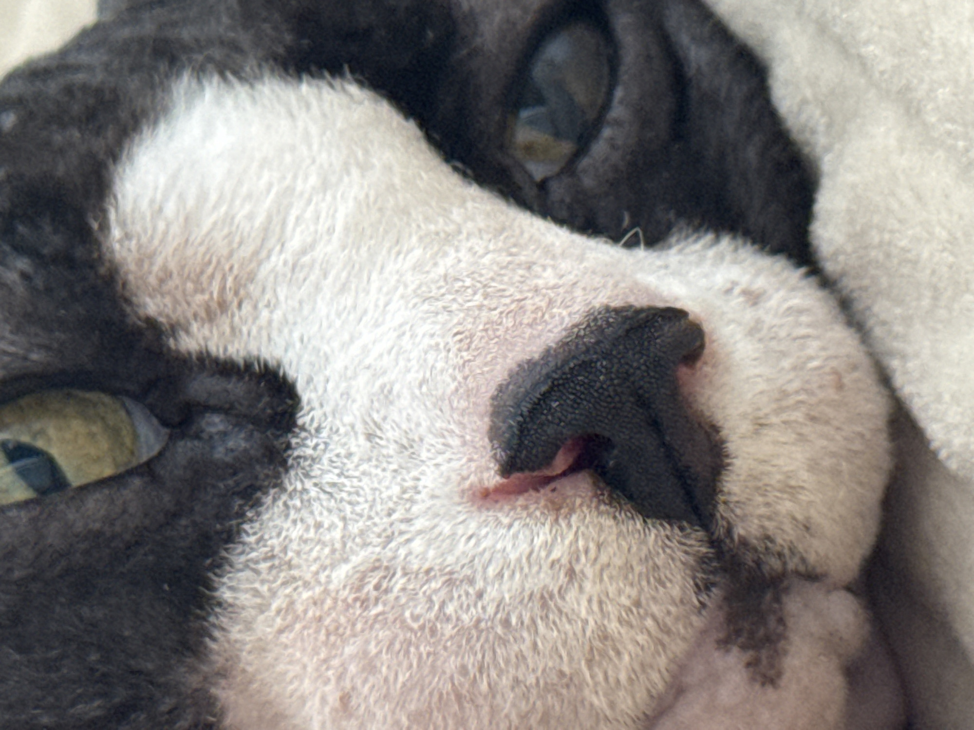 This is an extreme close-up, eye-level, indoor photograph of a cat's face. The cat appears to be a Sphynx or similar breed with very short, sparse fur, primarily white with patches of black fur around its face, particularly on its forehead and one ear. The focus is on the cat's nose, mouth area, and one eye. The nose is black, wet, and textured. A small portion of pink flesh is visible on the left side of the nose. The cat's eye is a yellowish-green color with a visible pupil. The background is blurred and appears to be a light-colored, soft surface, possibly a blanket or towel. No location in Netanya, Israel is discernible from the image.
