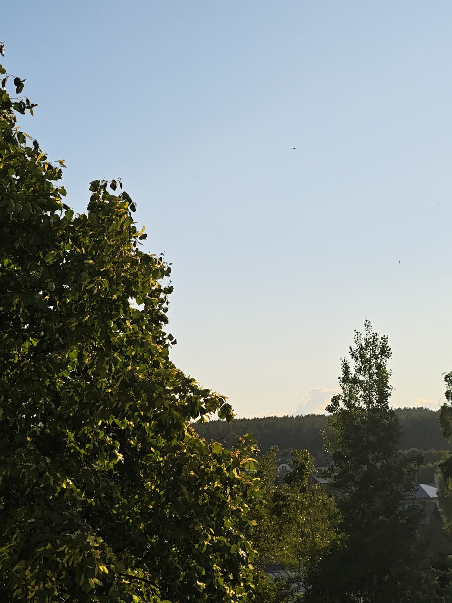 This outdoor photograph depicts a serene landscape in Chaikovsky, Russia, during what appears to be the late afternoon or early evening, characterized by the warm, golden hour lighting.
The sky dominates the upper two-thirds of the frame, displaying a gradient from a clear, light blue at the zenith to a paler, almost yellowish hue near the horizon. A large, lush tree, possibly a deciduous species, occupies the left foreground, its canopy dense with vibrant green leaves that are brightly illuminated by the low sun, creating a striking contrast with the shadowed areas. Another tall, slender tree stands out on the right side of the mid-ground, silhouetted against the bright sky.
In the distance, a thick, dark green forest stretches across the horizon, marking the boundary between the sky and the land. Below this forest line, nestled among additional trees and greenery, are several partially visible houses with distinct pitched roofs, suggesting a semi-rural or suburban setting. A small, white, wispy cloud formation is subtly visible just above the distant forest on the right.
High in the clear sky, a tiny, dark, elongated object can be seen, possibly a distant bird, insect, or small aircraft. Another, even tinier dark speck is visible further to the right. No people are present, and there is no visible text in the image. The overall impression is one of tranquility and natural beauty as the day draws to a close.