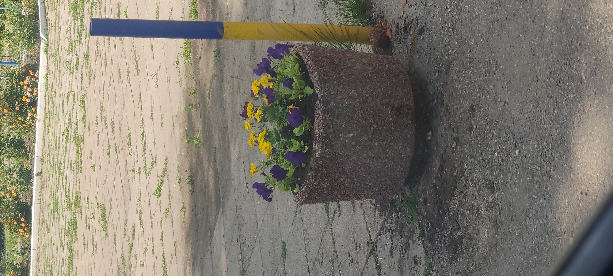 A photograph captures a stone planter filled with yellow and purple flowers, situated on a paved area adjacent to a yellow and blue striped pole. The paved area is intermittently covered with sparse green grass. In the background, a row of flowering bushes with orange and yellow blooms is visible, bordering a strip of grass. The overall scene depicts an outdoor urban setting, likely a park or a public space.
