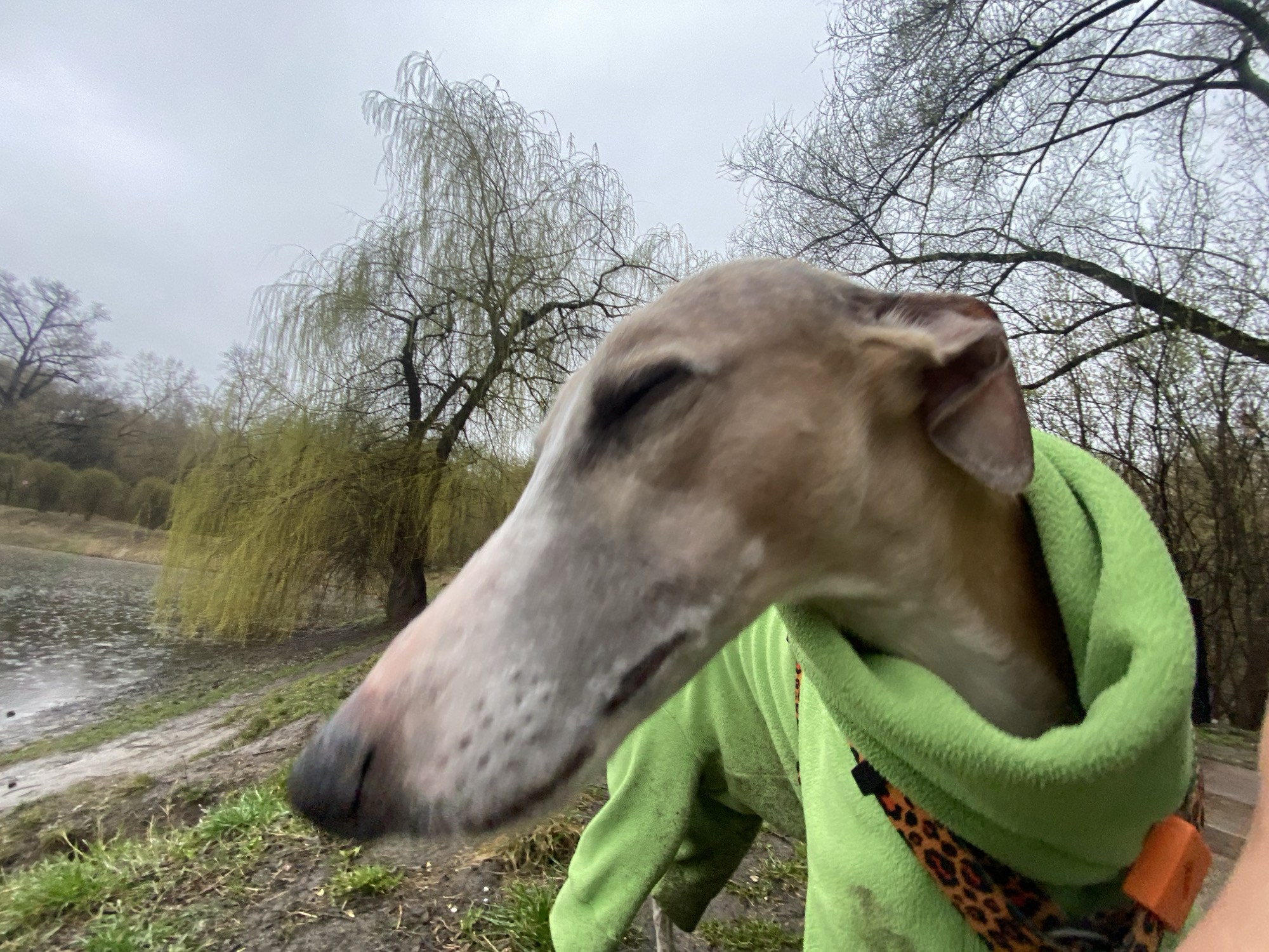 A close-up, slightly blurred photograph shows a greyhound dog in a bright green fleece jacket. The dog's head is large in the frame, with its eyes closed. The dog also wears a collar with a leopard print and an orange clasp.
In the blurred background, there is a body of water, likely a pond or lake, and several trees. One tree is a weeping willow with budding leaves. Other trees have bare branches. The ground appears to be grassy and possibly muddy.
The photo was most likely taken in a park-like setting. Although the city is mentioned in the prompt, there are no objects or indications within the image that support this statement.