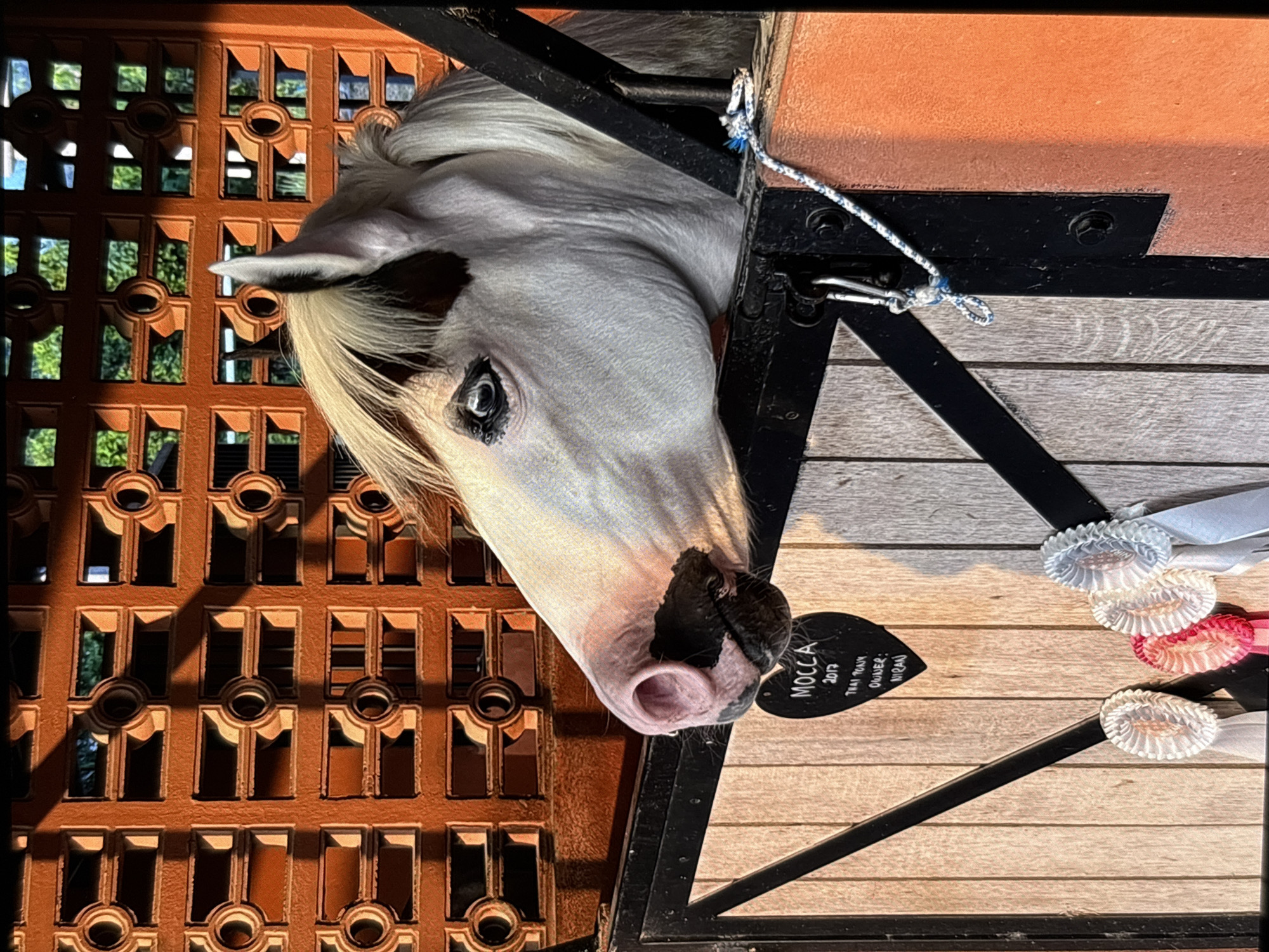 A light-colored horse with a blonde mane and dark markings around its eye and muzzle peers curiously out of a stable stall. The horse's expressive light-blue eye is clearly visible. To the left of the horse, sunlight streams through an ornate, orange-brown lattice or grill, revealing glimpses of green foliage outside and casting distinct shadows. To the right, the interior of the stall features dark metal bars and a wooden-textured wall. A blue and white rope is tied to the metalwork near the horse's head.
Attached to the wooden wall below the horse's muzzle is a black, heart-shaped tag. The text on the tag reads: "MOCCA", "2017", "THAI PONY", and "OWNER: MRAU". Further along the wall, several decorative rosettes in white, pink, and light blue are displayed, suggesting past achievements or awards. The scene is brightly lit, indicative of daytime, and set in a stable environment in Choeng Thale, Thailand, conveying a peaceful and well-kept atmosphere. The horse appears calm and observant.