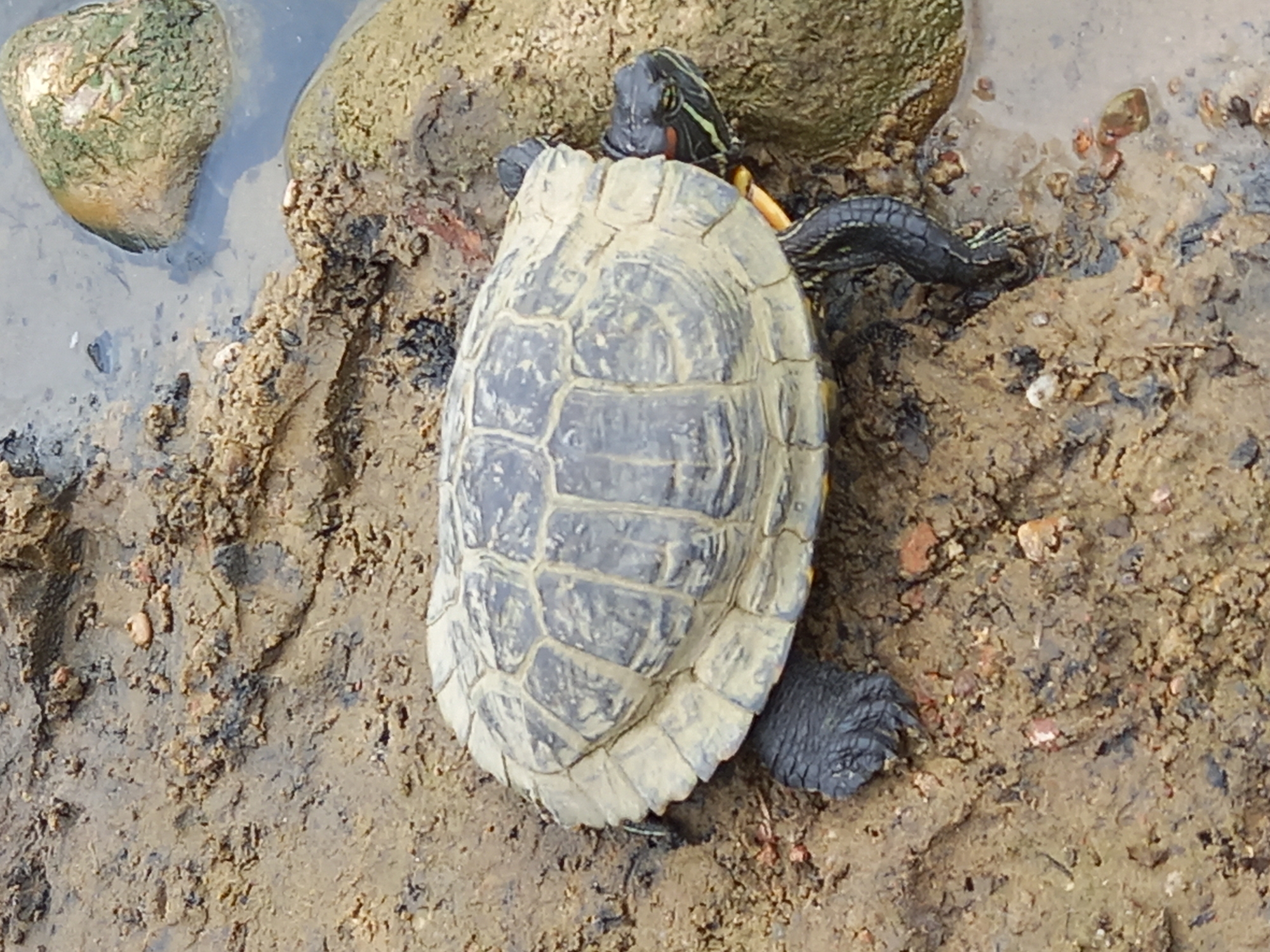 The image shows a turtle on a muddy riverbank near water. The turtle, with its shell facing upwards, is partially submerged in shallow water and partially on the wet mud. Its head and limbs are visible. The background features rocks and the murky water of a river or pond. The scene appears to be outdoors, with natural lighting suggesting daytime. The overall setting is a natural aquatic environment, likely a riverbank or the edge of a body of water in Brest, Belarus. There is no visible text in the image.