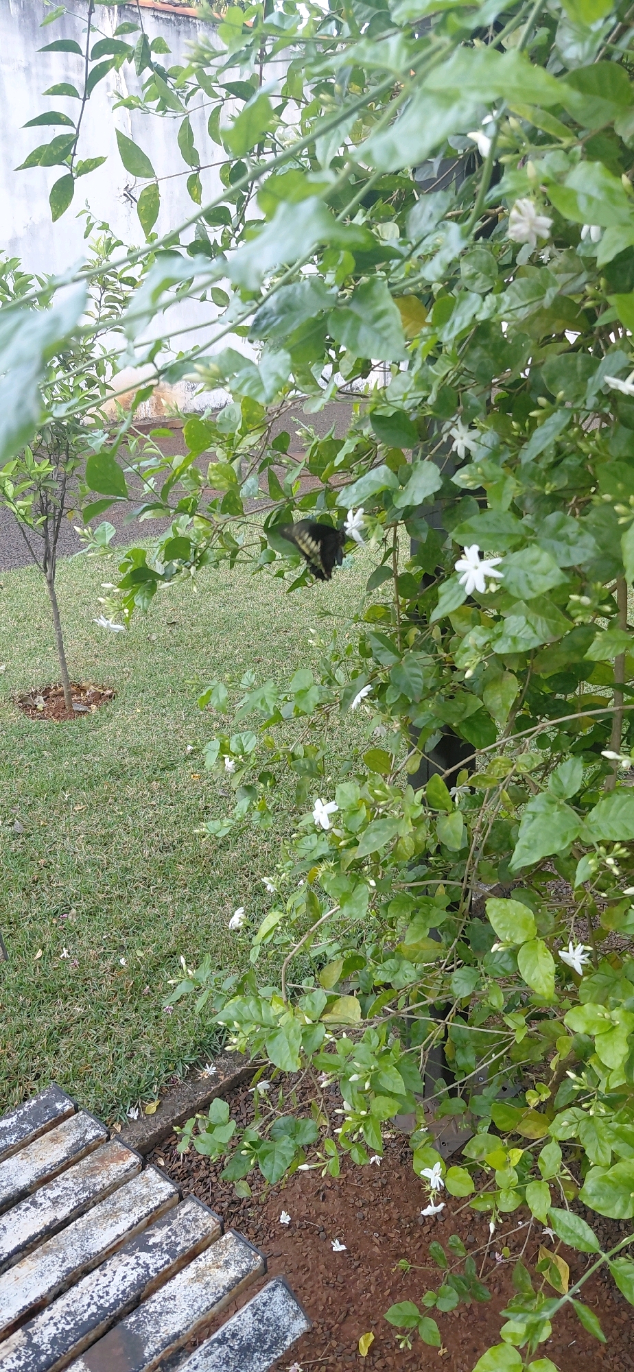 A butterfly with dark wings with yellow markings is perched on a branch of a jasmine bush with white flowers in Presidente Franco, Paraguay. The bush is in bloom with many white flowers and green leaves. The background shows a grassy lawn, a small tree, and a wall. A section of a bench with weathered slats is visible in the foreground.
