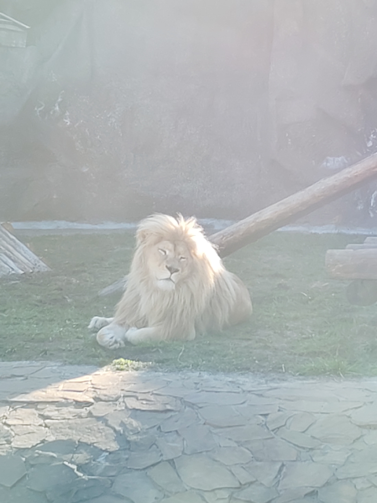 A lion is lying on the grass. There is a log in the background. The ground in the foreground is made of flat stones. The location is Izhevsk, Russia.