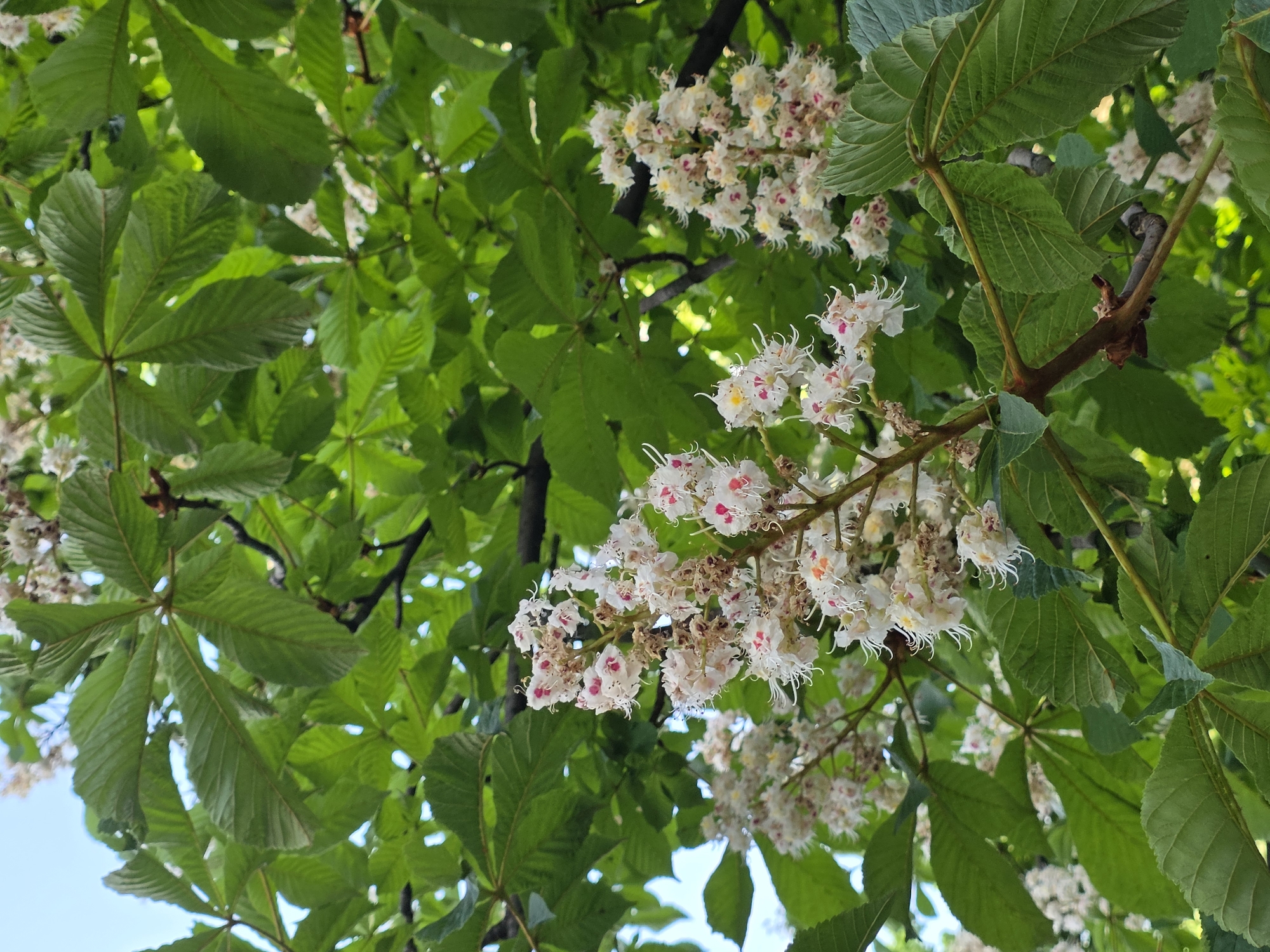 The image shows a close-up, upward-angled view into the canopy of a chestnut tree in bloom. The leaves are a vibrant green, and the flowers are white with speckled pink and yellow centers. The tree is likely located in Plovdiv, Bulgaria. No people or specific actions are visible. The environment is natural and lush.