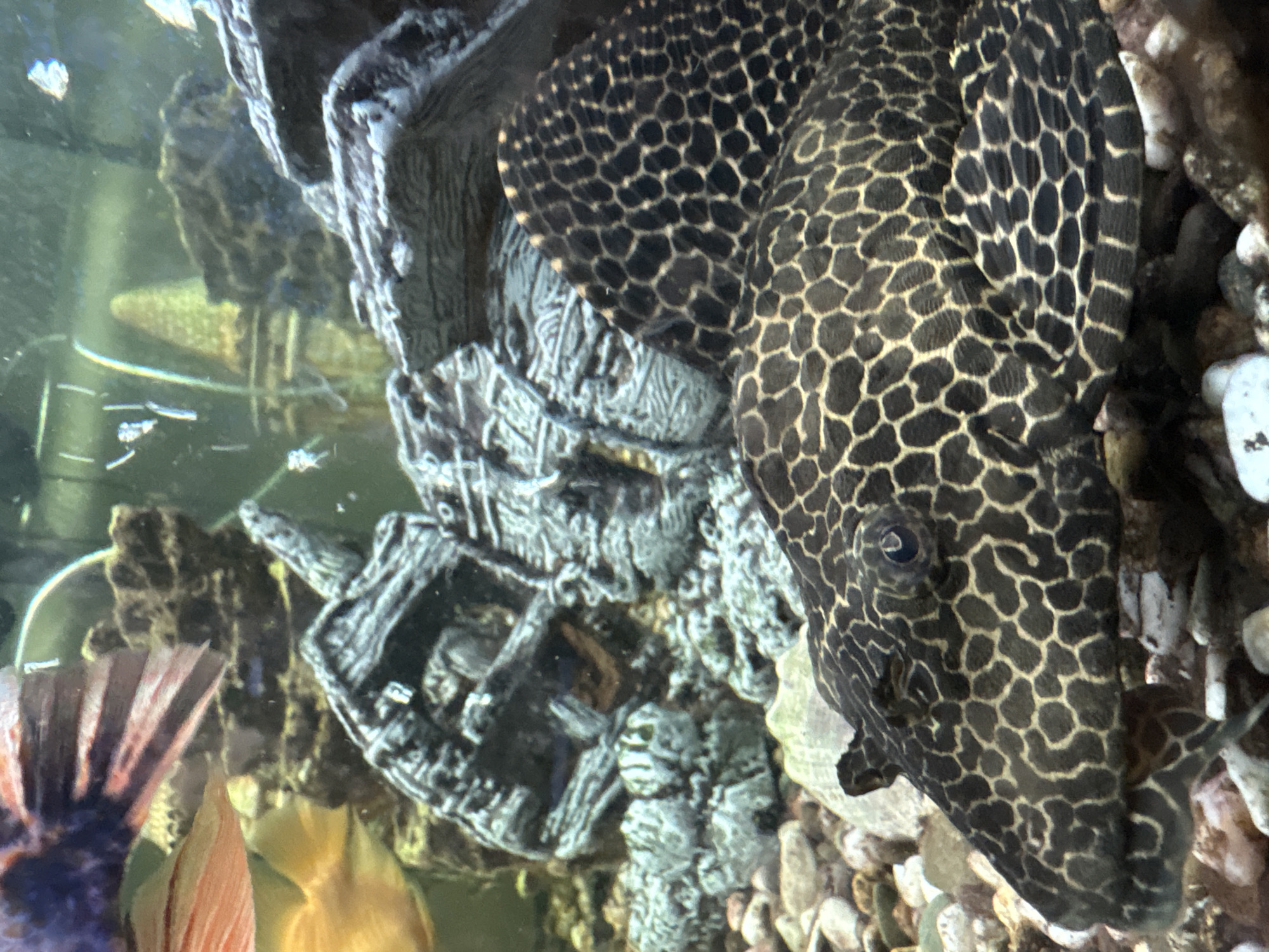 This is a close-up, eye-level, vertical shot of a plecostomus fish in an aquarium. The fish is dark brown with a distinctive pattern of light brown or yellow spots, almost honeycomb-like, covering its body and head. Its eye is visible, a small, dark orb. The fish is positioned in the foreground, resting on a bed of small, multicolored pebbles. In the background, there are dark, rocky structures, possibly artificial aquarium decorations, and blurry shapes of other fish and aquarium plants. There are no people or actions depicted. The environment is an aquarium. The image is not located in the city of Pavlov, Russia; it is an underwater scene.