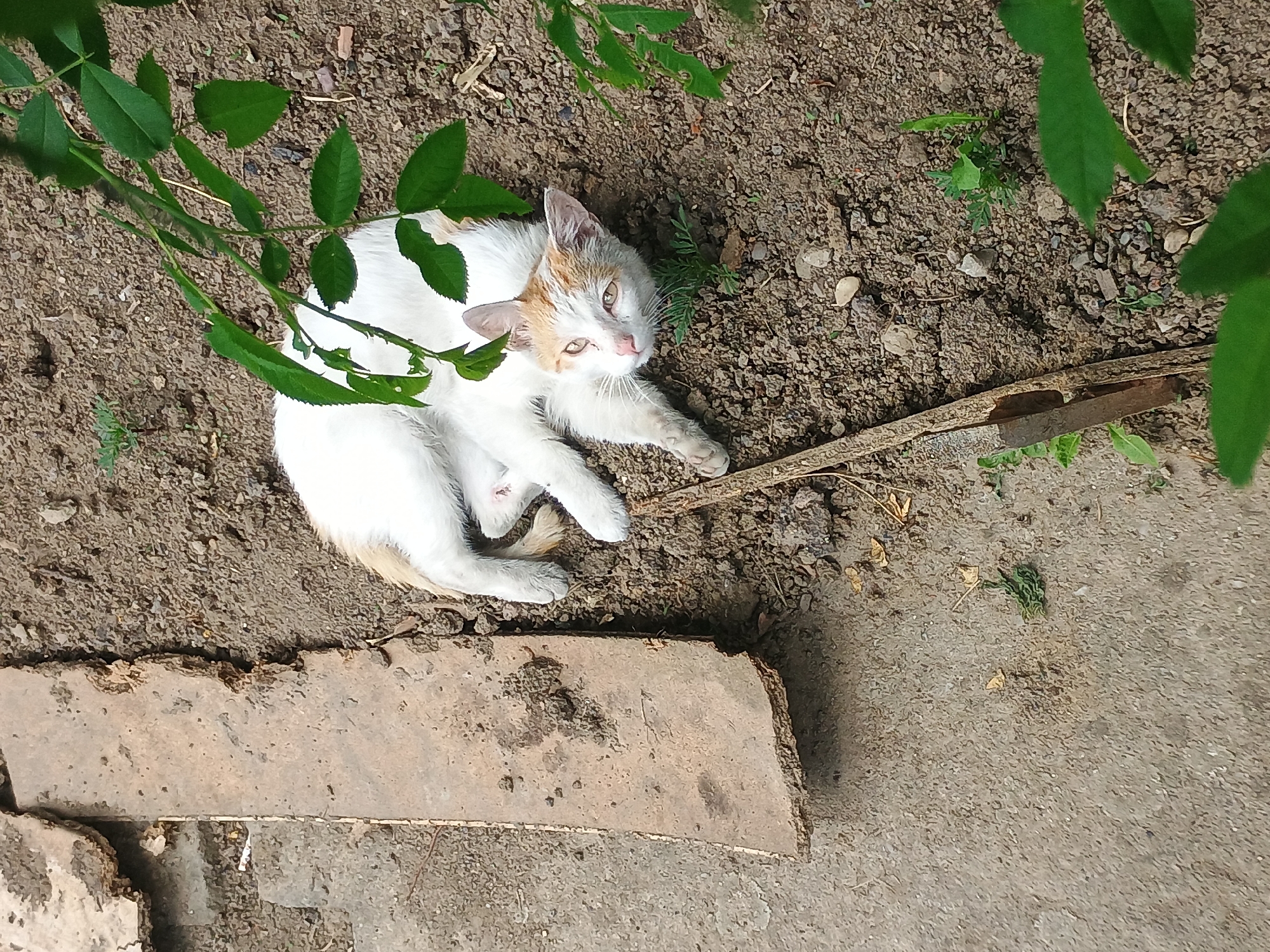 The scene depicts an outdoor setting in Kroměříž, Czechia, with a domestic cat resting on disturbed soil. The cat is primarily white with ginger-colored fur on its ears, forehead, and patches near its tail and right hind leg. It is lying on its left side, facing towards the upper right of the frame, with its head tilted upwards, looking directly at the viewer. Its eyes are a light amber or yellowish-green hue, and its nose and paw pads appear pinkish.
The ground consists of coarse, dry, dark brown soil mixed with numerous small pebbles and gravel. Sparse green vegetation, including small weeds and blades of grass, is visible growing from the soil. A significant portion of the scene, particularly the upper right, is partially obscured by vibrant green leaves from an unseen plant or bush, casting some dappled shadows.
To the left of the cat, a weathered, light brown, rectangular object, possibly a plank of wood or a broken concrete slab, lies partially embedded in the ground, separating the loose soil from a smoother, lighter gray concrete or paved surface that occupies the bottom left quadrant of the image. Another thin, dark stick or branch segment is positioned in the lower center, near the cat's front paws. The overall environment suggests an unmaintained garden or yard area.