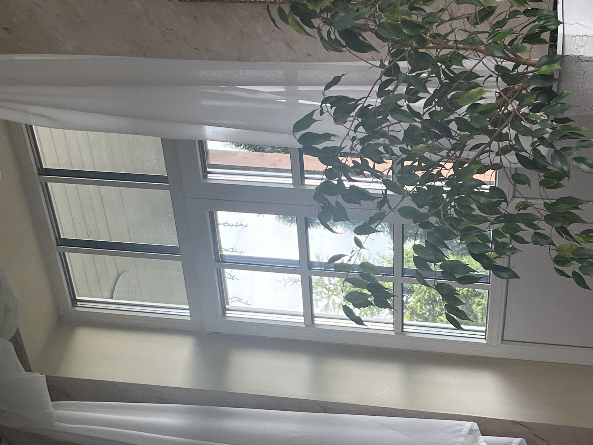 The image shows a bright room with a large window. The window has multiple panes and is adorned with sheer white curtains on either side. Outside the window, green trees and a bright sky are visible. In the foreground, a lush green potted plant with many leaves partially obstructs the view of the window. The walls of the room are a light, neutral color, with some texture visible on the right wall. The lighting suggests it is daytime. There are no people visible in the image. The scene depicts a home interior, possibly a living room or sunroom, located in the city of Vladimirovka, Russia.
