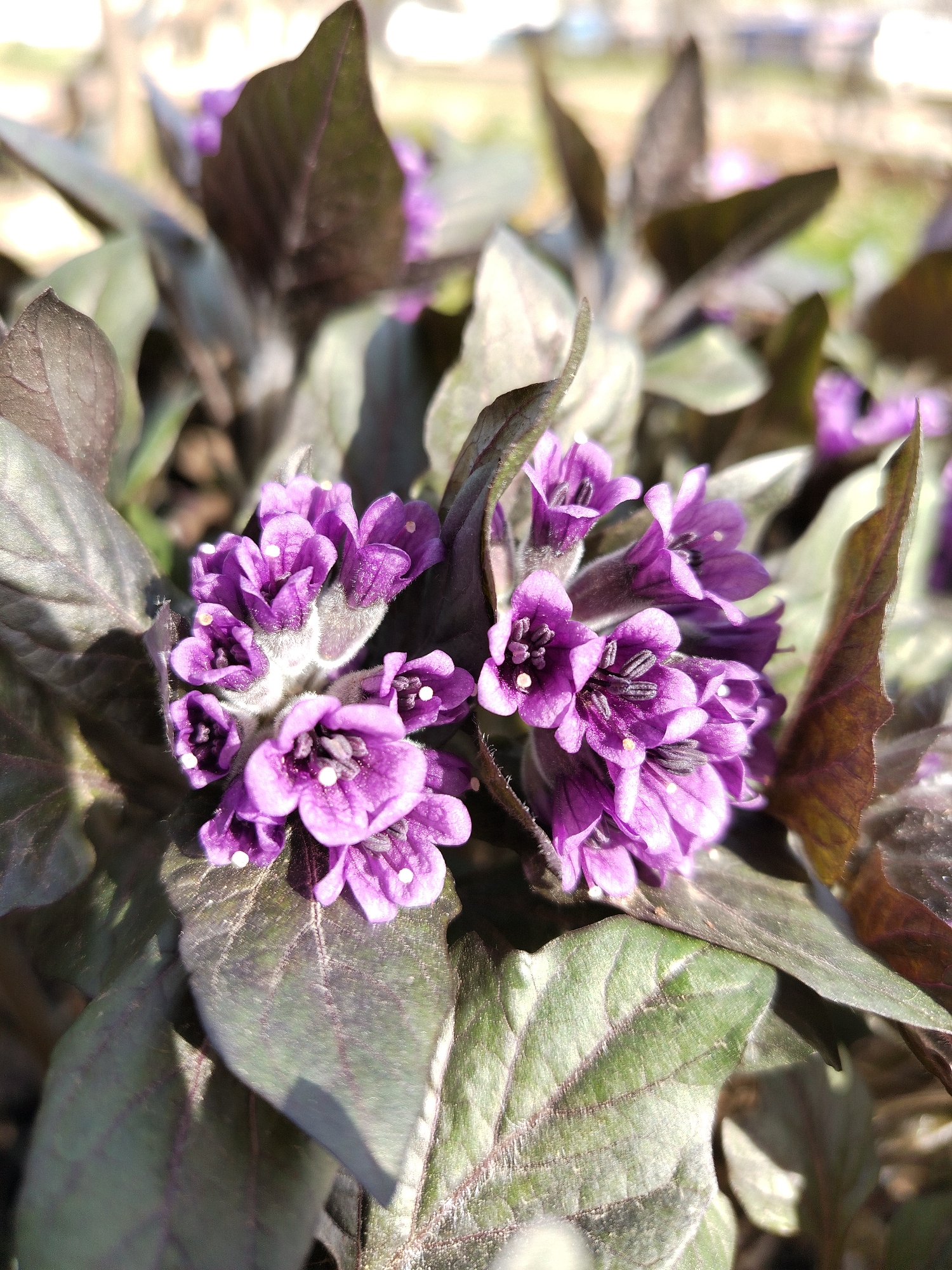 This is a close-up photograph showing a cluster of purple flowers with dark, almost black leaves. The flowers have small white dots, presumably pollen, on their petals. The leaves display a range of colors from green to purple to dark brown, with prominent veins. The lighting suggests an outdoor setting in daylight. The location is said to be Chaikovsky, Russia, but there is no visual evidence in the image to confirm this. No people or interactions are visible. The subject is solely the flowers and foliage. The environment appears to be a garden or natural setting.