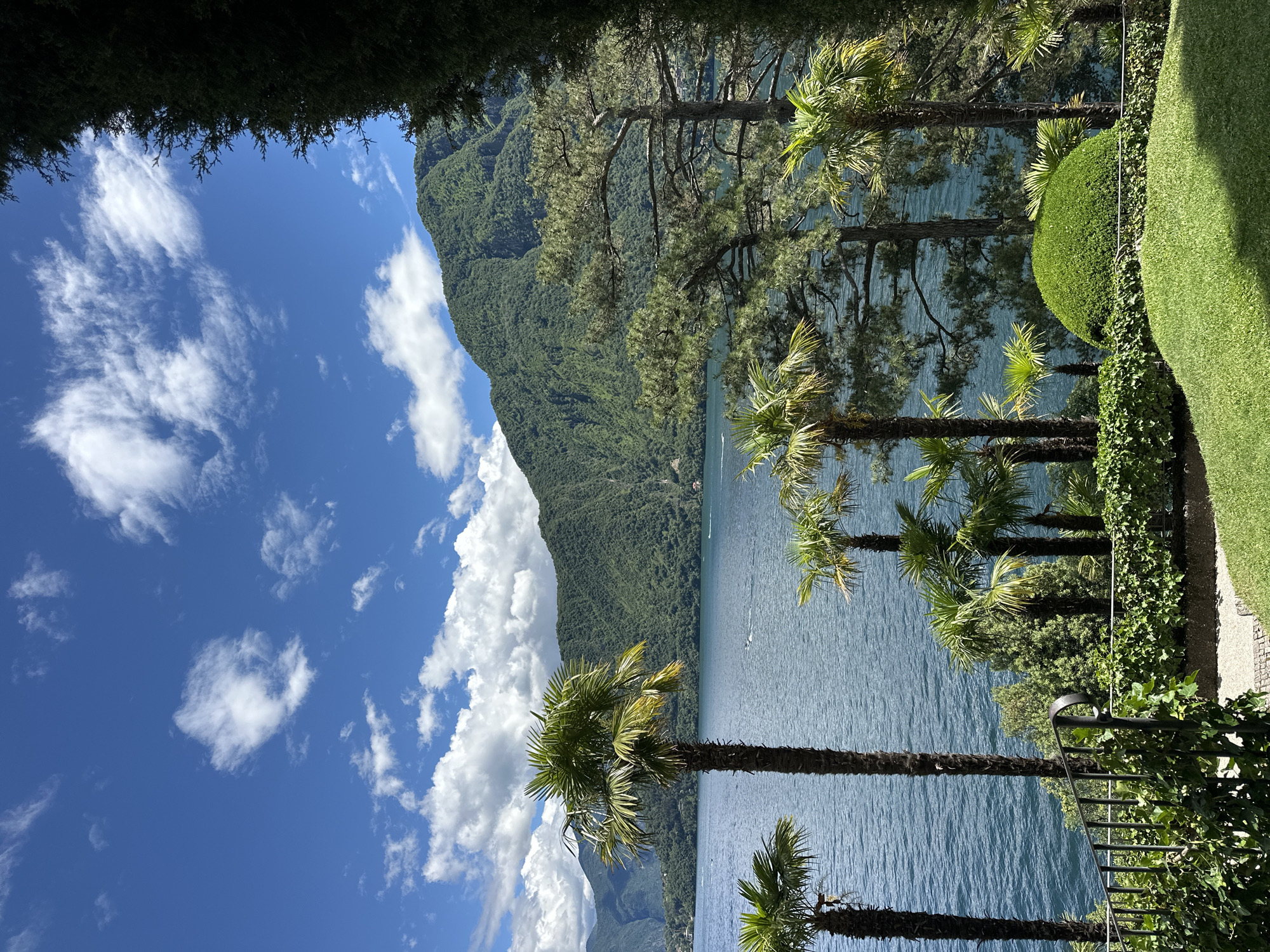 This image captures a breathtaking panoramic view of Lake Como from a high vantage point in Tremezzina, Italy, under a clear, bright sky. The scene is dominated by a vast expanse of deep blue water, which shimmers with ripples, suggesting a gentle breeze. Across the lake, majestic, heavily forested mountains rise steeply, their green slopes stretching into the distance and forming a dramatic backdrop.
The sky above is a vibrant azure, dotted with an array of white clouds, ranging from wispy cirrus to more voluminous cumulus formations, particularly concentrated on the left side of the frame.
In the midground and foreground, lush greenery abounds. Several prominent palm trees with their distinctive fronds stand tall, interspersed with other large evergreen trees, possibly pines, whose branches extend into the upper and mid-portions of the image. The immediate foreground on the right features a meticulously manicured landscape, including a perfectly trimmed, spherical green hedge and a stretch of verdant lawn. A dark, ornate metal railing, partially obscured by climbing ivy, suggests a garden or terrace overlooking the lake. The top edge of the image is framed by dense, dark green foliage, giving the impression of viewing the scene through a leafy canopy.
The overall impression is one of serene natural beauty and tranquility, enhanced by the bright daylight and clear weather. There are no discernible people or specific activities taking place, allowing the grandeur of the landscape to be the sole focus. No visible text is present.
