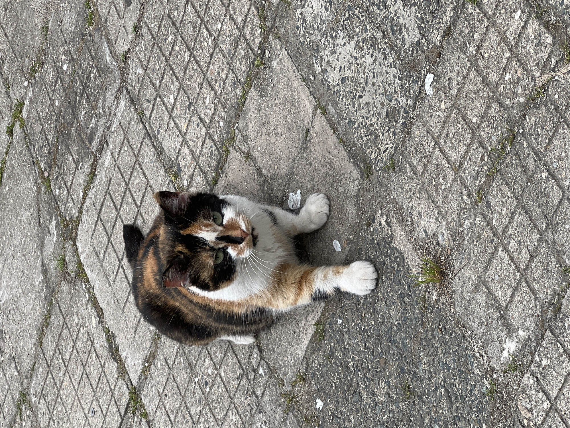 A calico cat sits on a grey concrete surface patterned with diamond-shaped indentations. The cat, with black, orange, and white fur, looks up towards the camera. Small green patches of grass grow in the crevices between the concrete blocks. This location may be in Plovdiv, Bulgaria.
