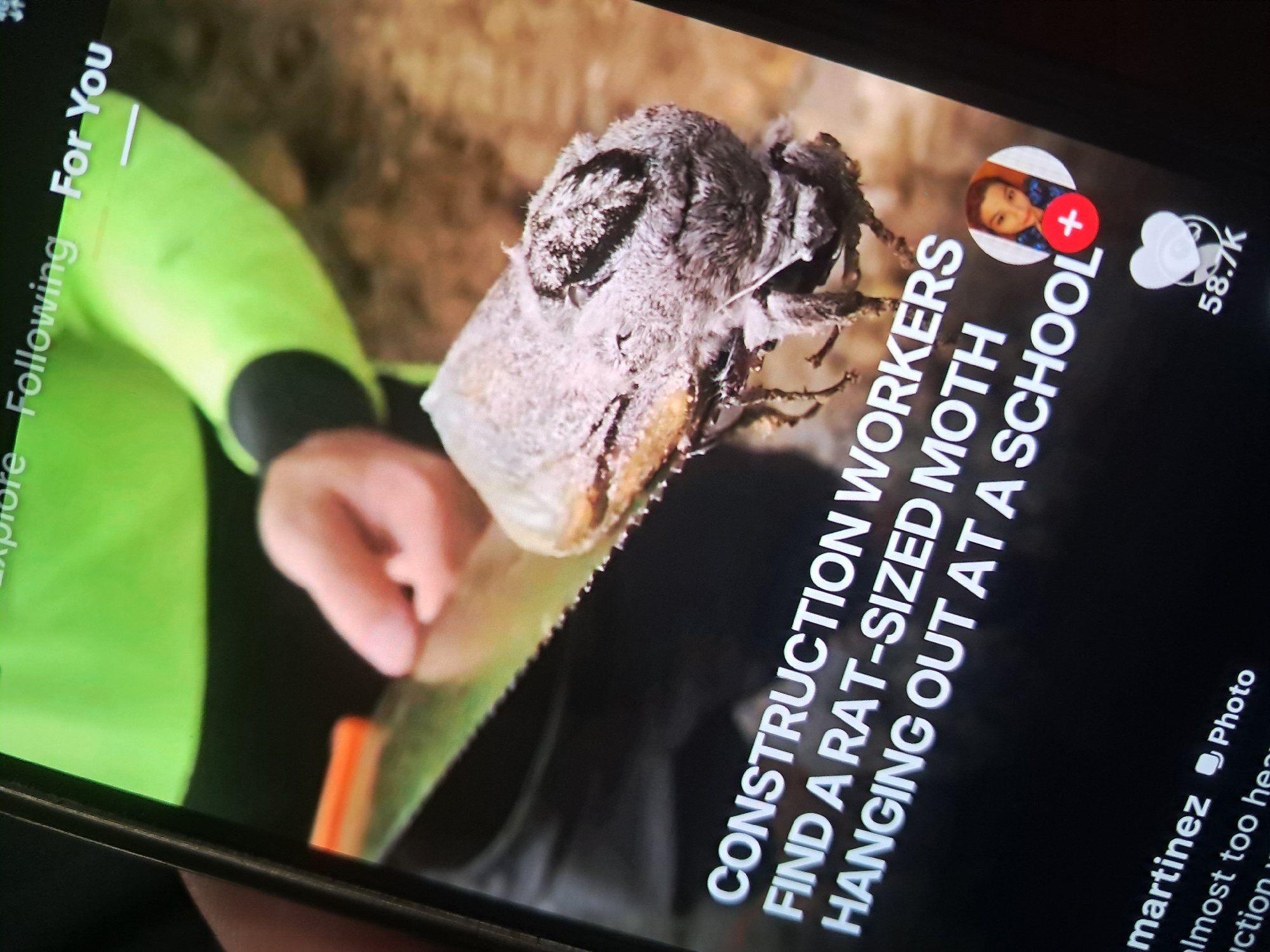 The image displays a close-up, slightly angled view of a smartphone screen held by a light-skinned hand, with part of the thumb visible on the left edge. The screen exhibits a social media interface, with a navigation bar at the top showing "Explore Following For You" against a blurred green background, and "For You" underlined.
The main content on the screen is an image featuring a significantly large, furry, light grey and brown moth positioned on the serrated edge of a metal object, likely a saw blade. The moth has intricate patterns and a prominent dark marking on its back. In the background of this screen content, a hand with light skin holds the saw blade, and an arm wearing a bright lime-green long-sleeved shirt with black cuffs is visible. The immediate background behind the moth and hand within the screen content appears to be a blurred outdoor setting with earthy tones.
Overlaid on the bottom portion of the screen's main image is white, bold text reading: "CONSTRUCTION WORKERS FIND A RAT-SIZED MOTH HANGING OUT AT A SCHOOL".
In the bottom right corner of the screen, a circular profile picture of a person is shown, accompanied by a red circle with a white plus sign. Below this, a white heart icon (like button) and the number "58.7K" are displayed, indicating the post's popularity. In the bottom left, the username "martinez" is visible, along with partially visible text that reads "almost too hea" and "uction w" below it, and a "Photo" icon.