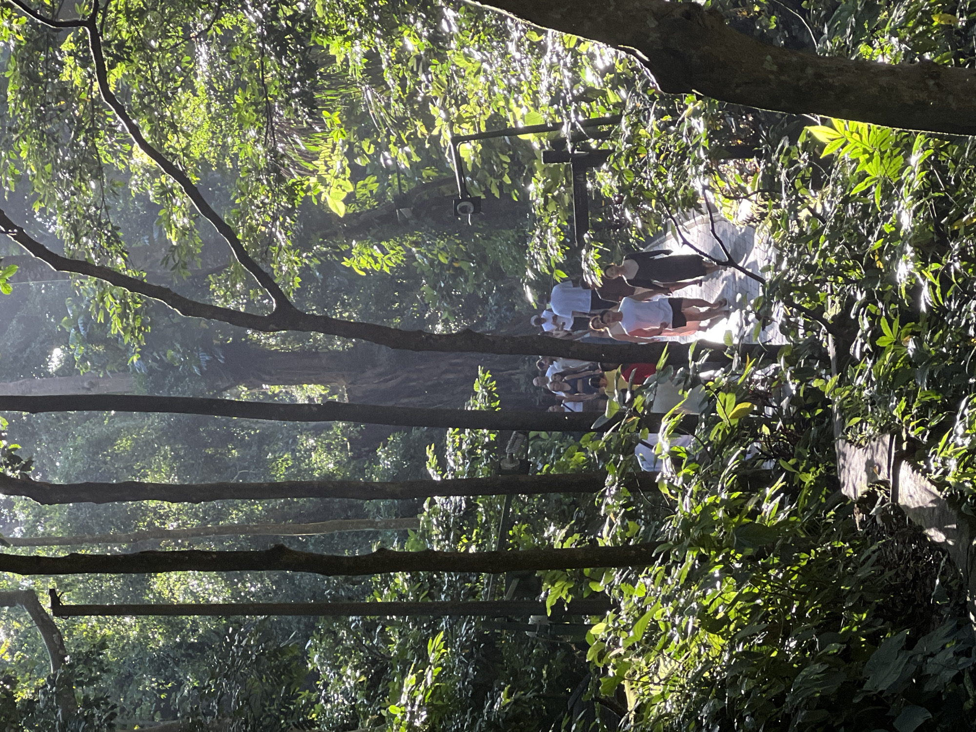 The image depicts a vibrant, sunlit scene within a lush tropical forest or jungle, set in the Ubud District, Indonesia. It captures a moment of natural beauty with strong atmospheric lighting.
A group of approximately 8-10 people is gathered on a light-colored path or clearing that traverses the mid-ground of the image. They appear to be casually dressed tourists or visitors, wearing t-shirts, shorts, and dresses. They are standing and observing their surroundings, possibly on a nature walk or tour, though their faces are not distinctly visible.
The scene is dominated by tall, dark tree trunks that rise vertically, framing the path and the group of people. A dense canopy of vibrant green foliage fills the majority of the frame, both overhead and as undergrowth. Bright, direct sunlight filters through the leaves, creating visible rays of light and sparkling highlights on the vegetation. This effect, combined with some atmospheric haze, suggests either early morning or late afternoon.
Behind the group of people, a dark metal structure, possibly a support pole or part of an overhead fixture, is visible. The overall impression is one of peaceful exploration within a verdant, sun-dappled environment. No visible text is present in the image.