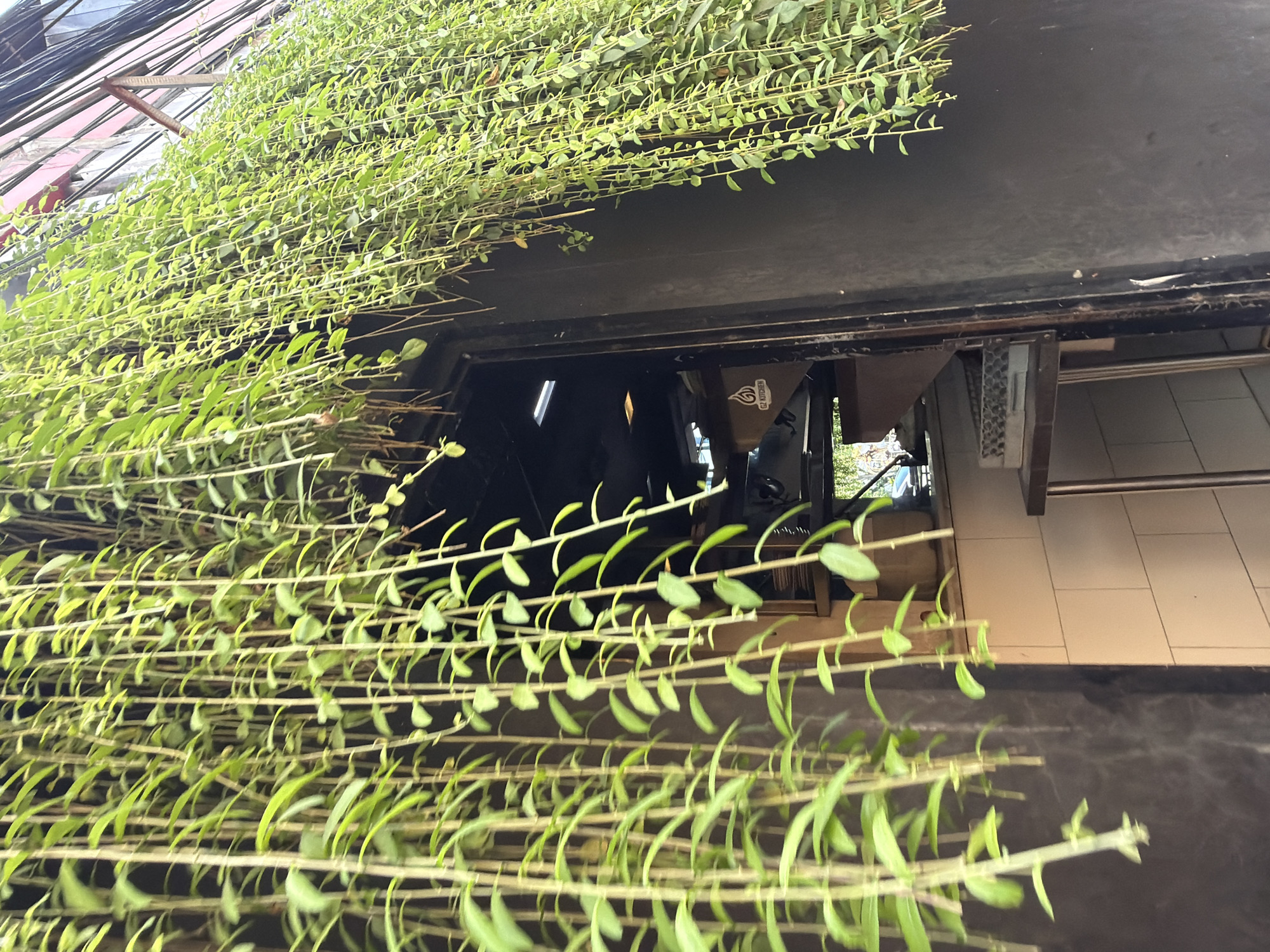 The media file depicts a close-up view of a vertical garden. The subjects are numerous green vines with small leaves, densely covering the frame and cascading downwards. The vines are intertwined and appear to be growing on a dark, flat surface, possibly the exterior of a building. In the background, there is a glimpse into a dark interior space with some objects and possibly people. There are also some tiled floors visible in the lower right corner. The lighting suggests it is daytime, but the overall mood is somewhat obscured by the dense foliage. Some text is faintly visible on a brown object inside the opening, appearing to be a logo or branding. Given the location context of Kuta, Indonesia, this could be a decorative element on a building in a tropical urban environment. The activity is static, focusing on the greenery rather than any dynamic action.