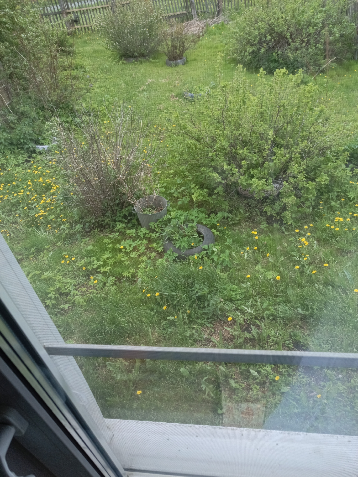 The image depicts a view from a window, likely in a residential dwelling, overlooking an overgrown yard. The yard contains several bushes, some appearing healthy with green foliage, while others appear bare with only branches. A scattering of yellow dandelions is present throughout the green grass. A metal bucket sits near a bare bush, and a tire is partially concealed by vegetation. A wooden fence is visible in the background. The image contains no people or observable interactions. No information definitively confirms the location as Zalesovo, Russia, beyond information provided in the prompt.
