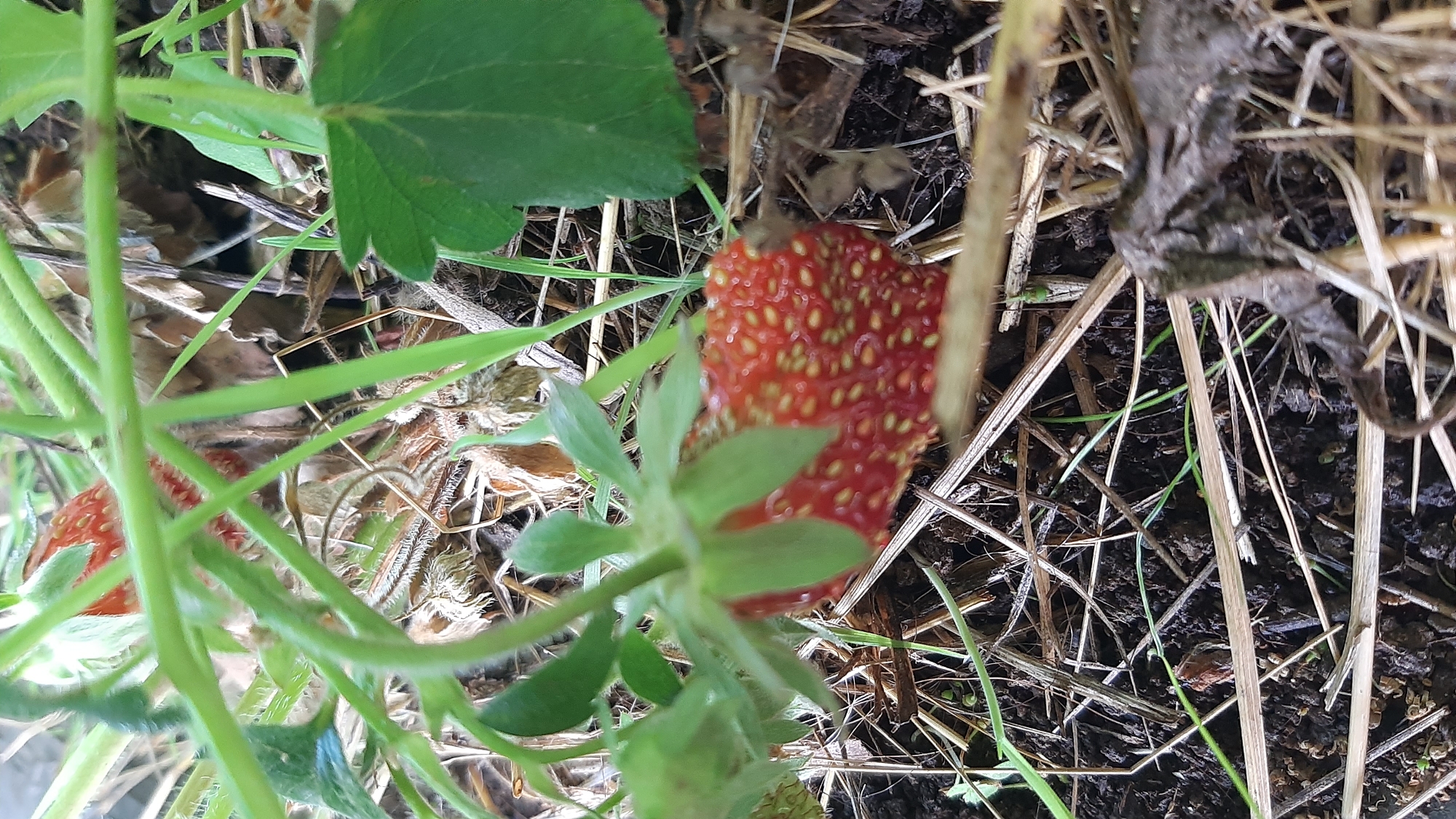 A close-up, eye-level shot focuses on a ripe red strawberry nestled amongst green foliage and dry grass. The strawberry is positioned centrally, with its red skin dotted with small yellow seeds. Green stems and leaves of the strawberry plant partially obscure the fruit. The background consists of dark soil mixed with straw and dry vegetation, creating a rustic, earthy setting. The lighting is natural, casting soft shadows. The scene is static and appears to be an outdoor natural environment.