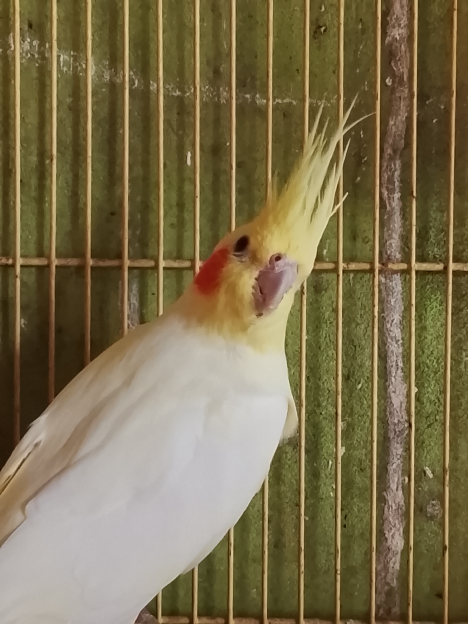 A cockatiel with a yellow crest and orange cheeks is perched in a cage. The bird's body is mostly white with some yellow feathers on its wings. The cage has yellow bars and a green background that appears to be textured. The image was taken in Kuta Trieng, Indonesia.