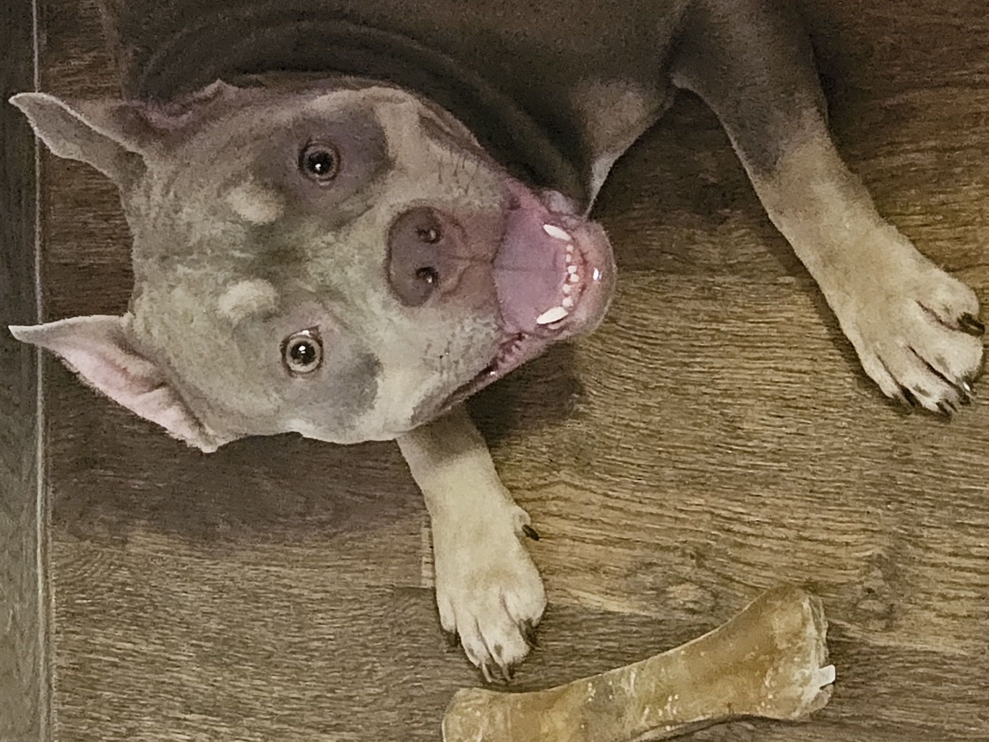 A close-up, overhead shot shows a dog lying on a wooden floor. The dog, a pit bull terrier mix, has a grey coat with tan markings around its face and chest. Its mouth is open, revealing its pink tongue and white teeth. A bone chew toy rests to the left of the dog. The wooden floor has a visible grain pattern and appears to be indoors. There is no discernible location in the city of Ulyanovsk, Russia.