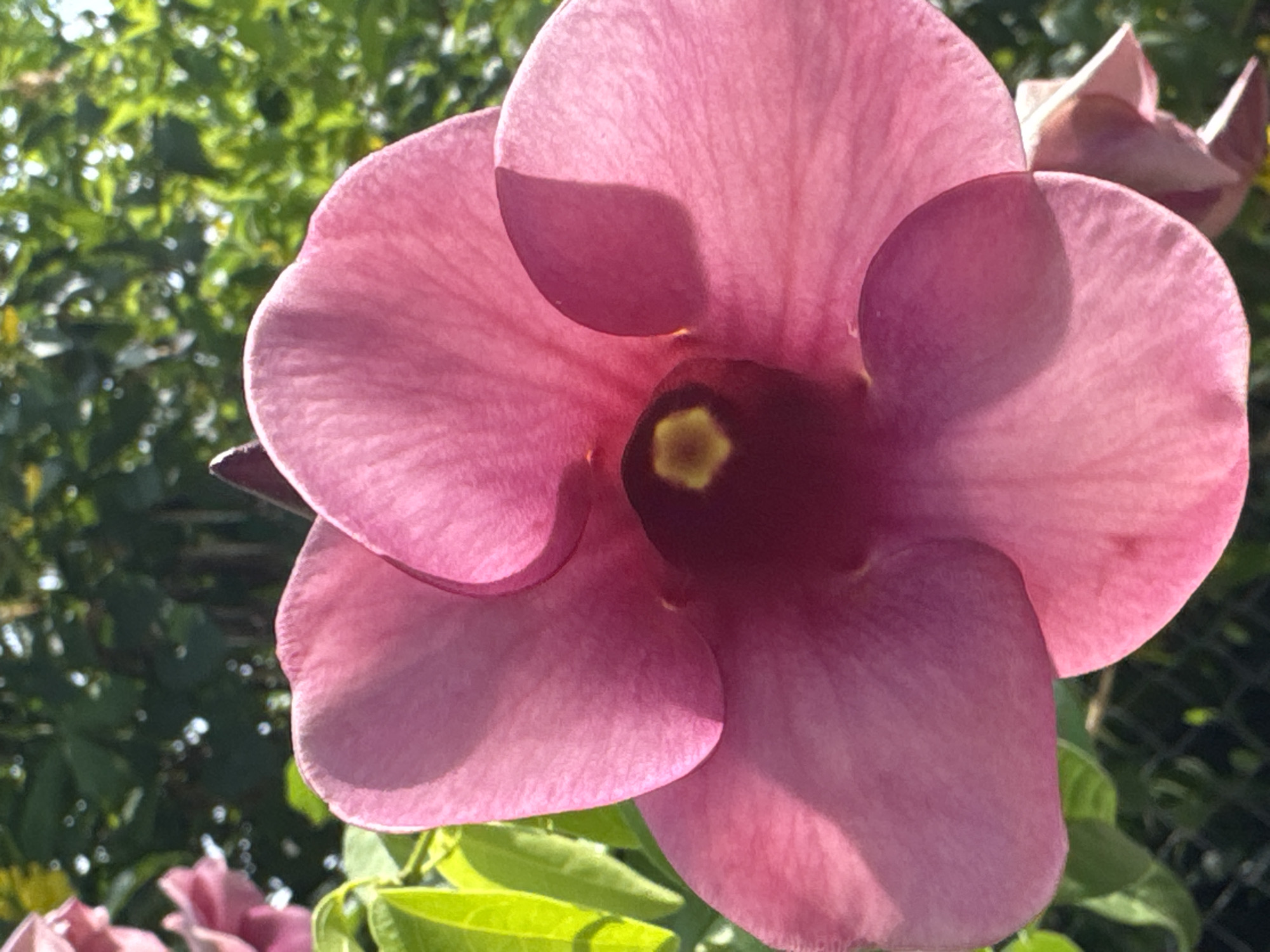 An extreme close-up, low-angle shot showcases a vibrant pink, trumpet-shaped flower with five distinct petals. The flower's center features a dark crimson hue with a small, bright yellow stamen at its core. Sunlight illuminates the petals, creating soft shadows and highlighting the delicate texture of their surfaces. In the background, out-of-focus green foliage and a hint of a black wire fence suggest an outdoor setting. The composition is dominated by the large flower, with other blossoms and leaves visible at the periphery, hinting at a garden or natural environment in the city of Nam Nha Trang Ward, Vietnam.