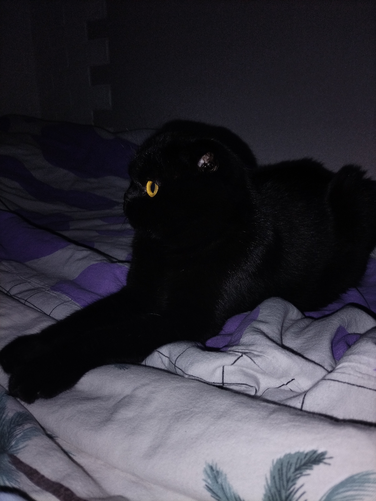 In an indoor setting with low lighting, a black cat with bright yellow eyes is lying on a bed. The cat is in a relaxed pose, with one paw extended forward and its body curled slightly. The bed is covered with a patterned duvet featuring stripes of purple and white, and possibly palm tree motifs. The background appears to be a wall with some textured squares.