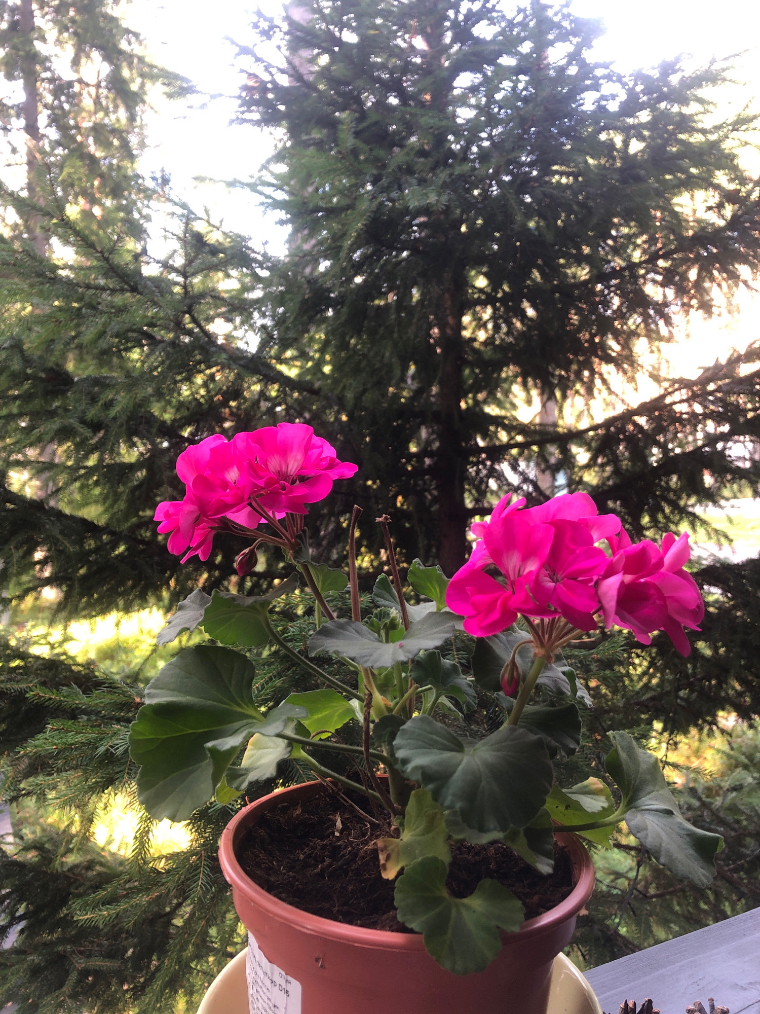 This is a medium shot, eye-level photograph of a potted pink geranium with several blossoms and a bud, positioned on a windowsill. The geranium is in a terracotta-colored pot filled with dark soil. Behind the plant, a dense pine tree is visible, its branches and needles filling the background and obscuring most of the sky, except for a bright, hazy area near the top center where sunlight filters through. The pine tree suggests a natural, possibly rural or semi-rural setting, consistent with an outdoor location. The scene is well-lit, with the sunlight creating a soft glow on the pine needles and the flowers. There are no people or animals in the frame. The foreground consists of the geranium and its pot, and a sliver of a grey wooden surface, likely the windowsill, at the bottom right. The image quality is good, with clear focus on the geranium and a slightly blurred background. The colors are natural, with vibrant pinks of the flowers and deep greens of the foliage and pine needles. The overall impression is one of a peaceful, natural setting, possibly a balcony or porch in Arfa, Russia, given the presence of pine trees and a slightly cool color tone often associated with northern climates.