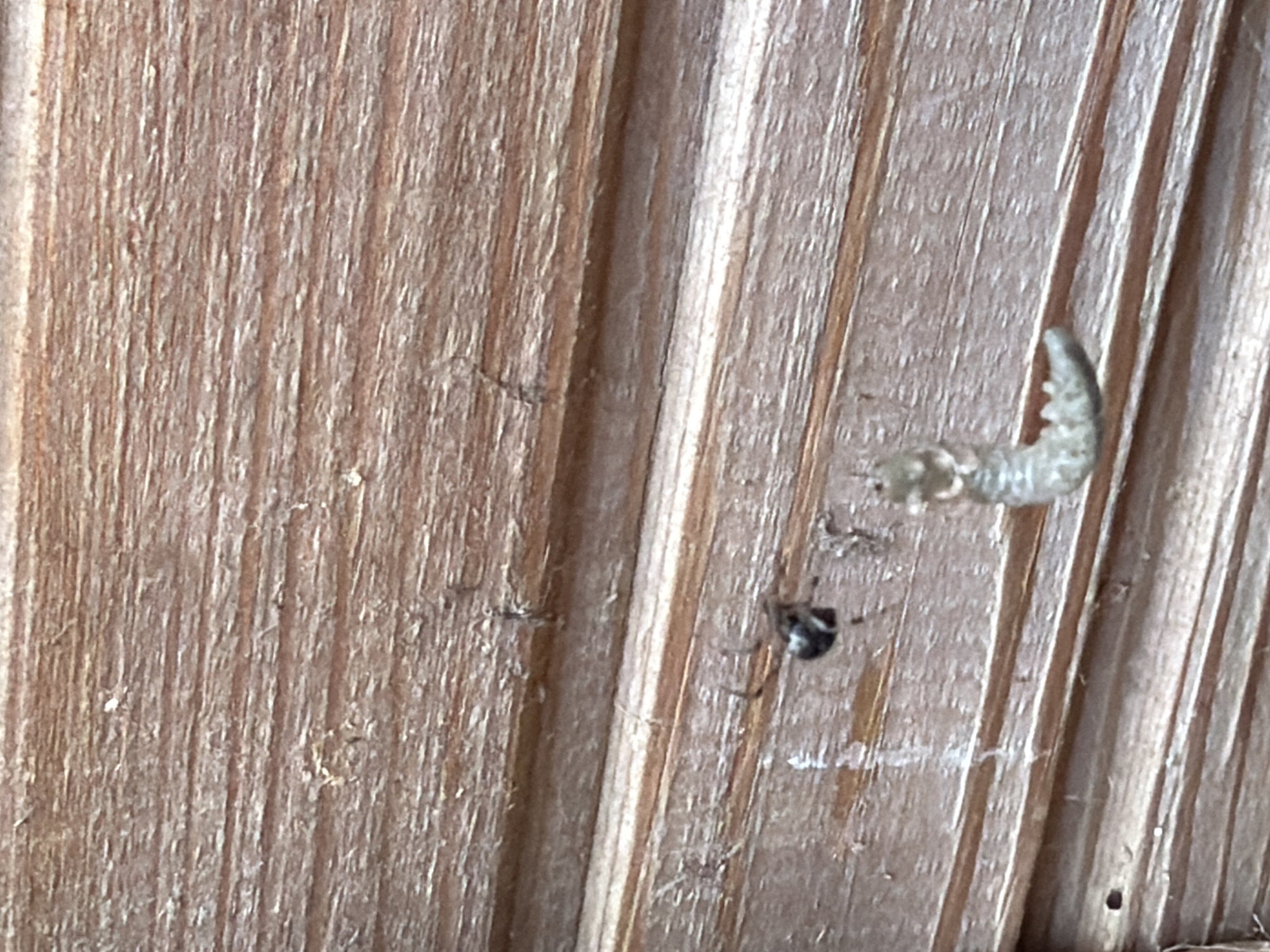 This close-up image depicts a weathered wooden surface, composed of several vertical planks with prominent grain. Positioned in the upper right section of the frame is a pale, translucent, segmented larva or caterpillar, displaying a curved body shape with visible protrusions. Below and slightly to the left of the larva, a small, dark, ant-like insect with a defined head and abdomen is seen resting or moving on the wood. The lighting is bright, suggesting it is daytime, though no harsh shadows are evident. No human subjects, man-made objects beyond the wooden surface, or discernible text are visible. The scene captures a brief moment of two small invertebrates on a natural backdrop in Kechur, Russia.