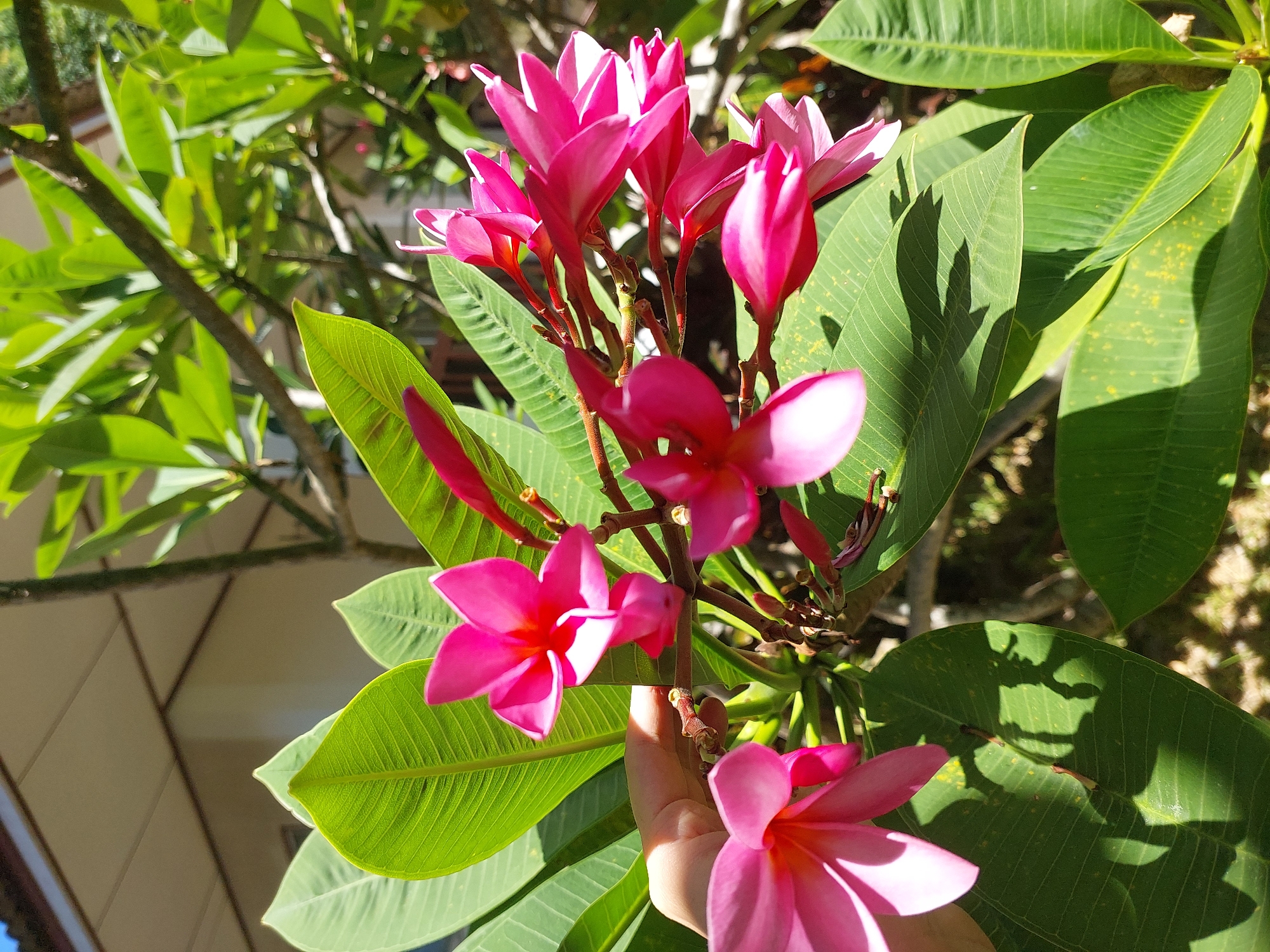 In Baan Mae Nam, Thailand, a close-up shot captures a cluster of vibrant pink plumeria flowers in bloom, their petals delicately unfurling. A human hand is visible on the left, gently touching the stem of one of the flowers. Lush green leaves form a verdant backdrop, some dappled with yellow spots. Sunlight streams through the foliage, casting shadows on the leaves and creating a play of light and dark across the scene. In the background, the roof and exterior wall of a building can be seen, suggesting a residential or resort setting. The overall impression is one of natural beauty and tranquility.