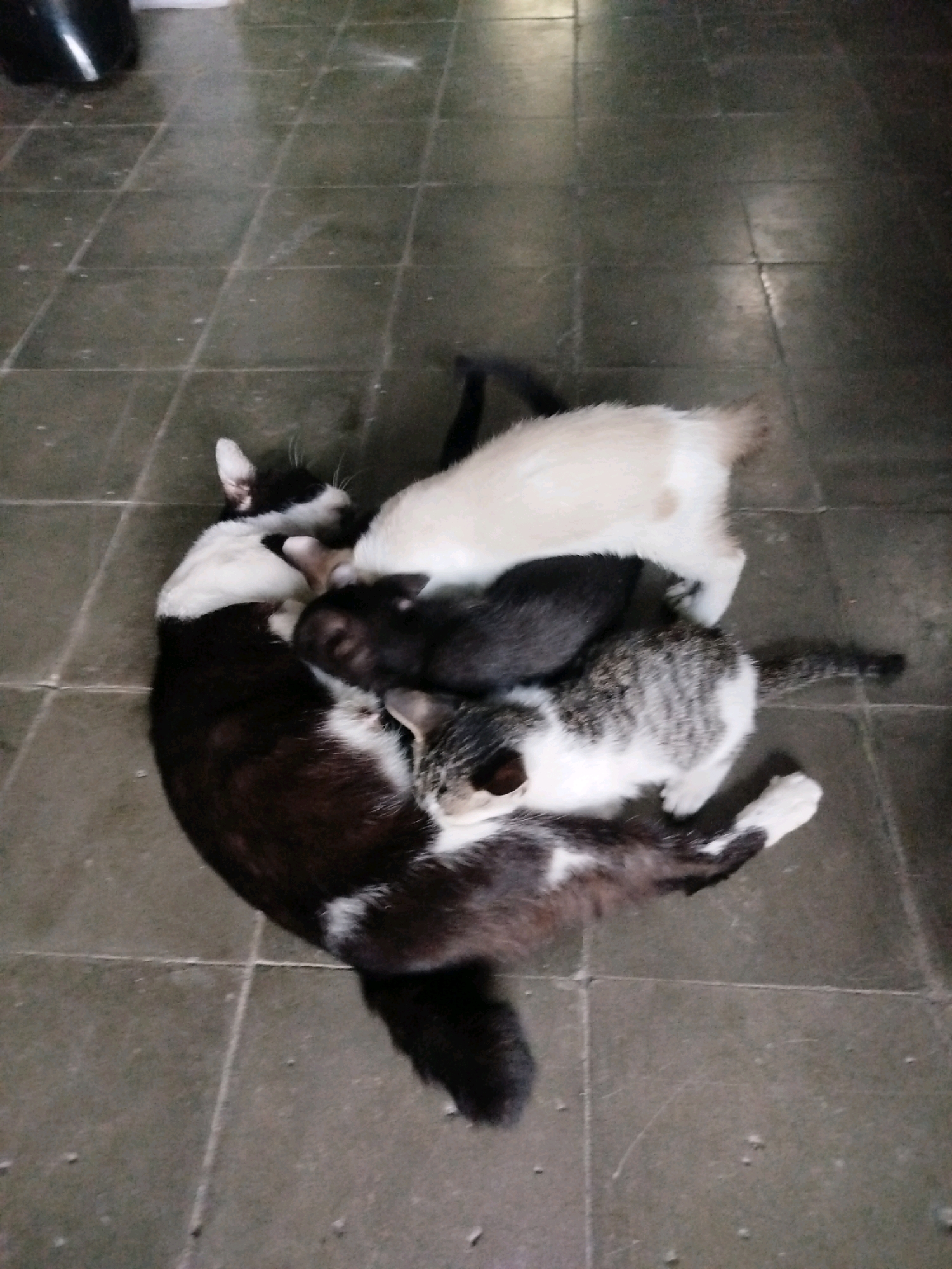 In Madiun, Indonesia, a group of cats are sleeping on a tiled floor. A black and white cat is curled up, with its head resting on its paws. A white cat is lying next to it, and a black cat is nestled in between them. A tabby cat is also present, its body intertwined with the others. The cats appear to be a mother and her kittens, all seeking warmth and comfort from each other. The tiled floor is typical of many homes in Indonesia, providing a cool surface for the animals to rest on. The lighting in the image suggests it may have been taken indoors, possibly in a home or a shelter.