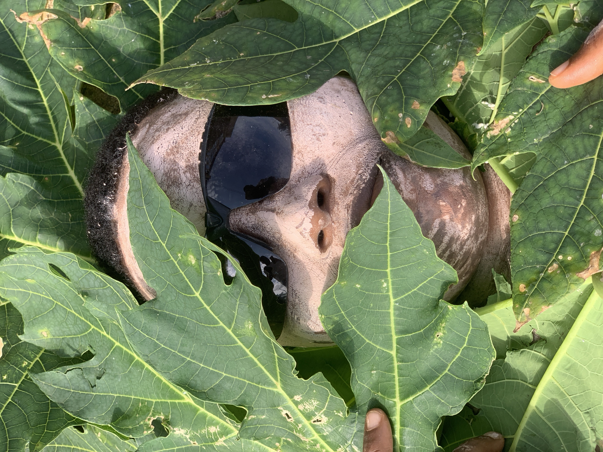 The image shows a close-up view of a person's head and upper body partially submerged in water and surrounded by large, green leaves, possibly from a papaya plant. The person appears to be wearing dark sunglasses, and their skin is covered in a light-colored substance, possibly mud or dirt. The water reflects the dark lenses of the sunglasses and the surrounding greenery. The leaves are broad and have prominent veins, with some showing signs of damage or wear. The scene is outdoors, suggested by the natural lighting and the presence of plants. The context provided indicates the location is Ikorodu, Nigeria. There is no visible text in the image. The overall impression is one of a person in a natural, possibly secluded, setting.