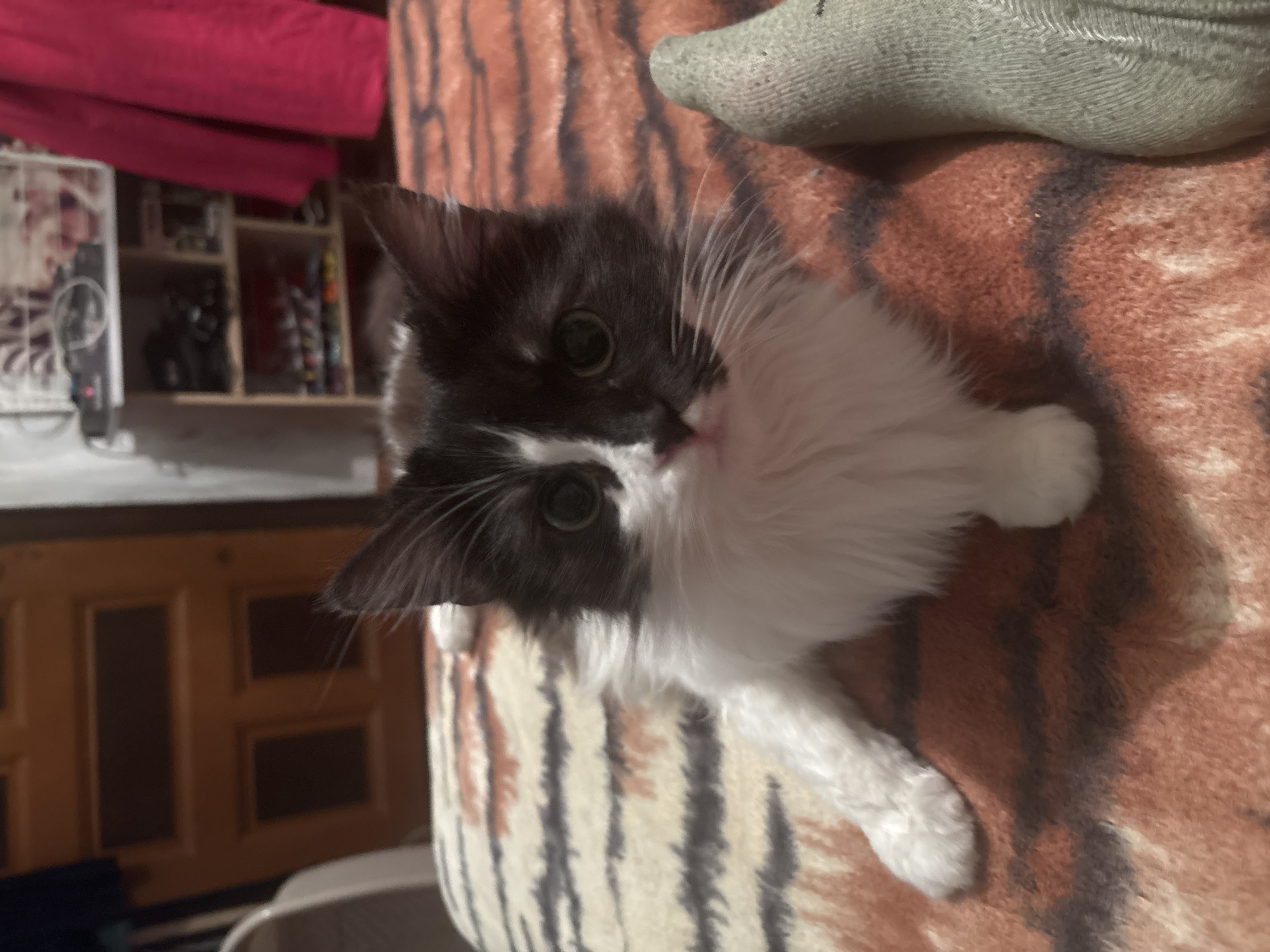 The scene is set indoors in Dobrovnitsa, Bulgaria. A bicolored long-haired domestic cat, predominantly black and white, is positioned centrally on a patterned blanket, looking directly towards the viewer. The cat possesses dark green eyes, a pink nose, and prominent white whiskers; its face is primarily black with a white blaze extending down its muzzle, and its chest and legs are white. The blanket features an orange-brown base with dark grey, irregular striped or mottled patterns. To the immediate right of the cat, a human foot, clad in a light grey, textured sock, is partially visible. In the background, a light brown wooden door with two recessed panels is observed to the left, partially obscured by a light-colored furniture piece. To the right background, a multi-tiered wooden shelf unit contains various indistinct items, adjacent to a brightly colored pink garment or fabric hanging vertically. The room is illuminated by artificial light.