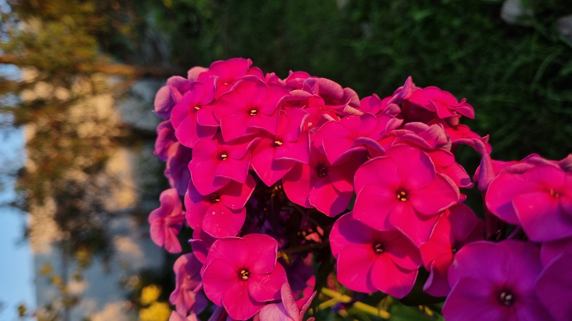 A close-up shot focuses on a cluster of vibrant pink phlox flowers, their petals illuminated by the warm glow of the setting sun. The flowers are densely packed and tilt slightly to the right, with some petals overlapping. The foreground is dominated by these blossoms, some of which are in sharp focus while others are softened by the shallow depth of field.
In the background, the scene transitions to a more blurred landscape. To the left, a soft yellow flower is partially visible, hinting at a garden setting. Further back, a white, textured wall forms a backdrop, with the dappled sunlight creating a pattern of light and shadow. Above the wall, the branches of trees with autumnal foliage are visible, illuminated by the golden hour light. The sky is a clear, soft blue.
The lower right portion of the image reveals a patch of dark green grass, providing a contrasting texture and color to the bright flowers. The overall atmosphere is serene and natural, suggesting a peaceful moment in a garden. The image was taken in Vysokoe, Russia.