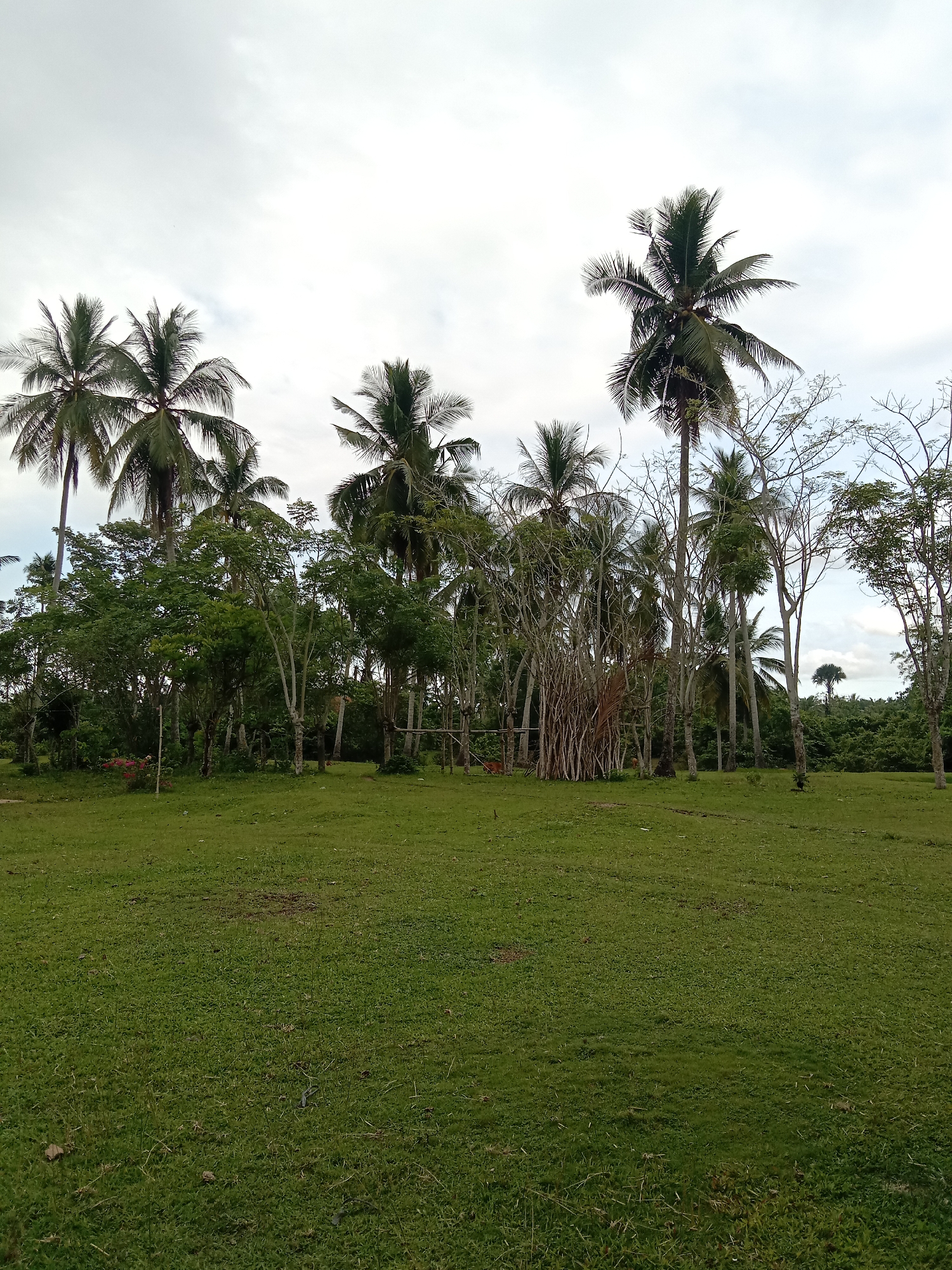The image depicts a green grassy field with scattered trees and coconut palms in Blangkarieng, Indonesia. The sky is overcast with grey and white clouds. A thicket of trees is located in the middle ground of the image, with a cluster of brown vertical sticks possibly forming a structure of some kind. Additional trees line the horizon. No people or animals are visible. The environment appears to be rural or on the edge of a developed area.